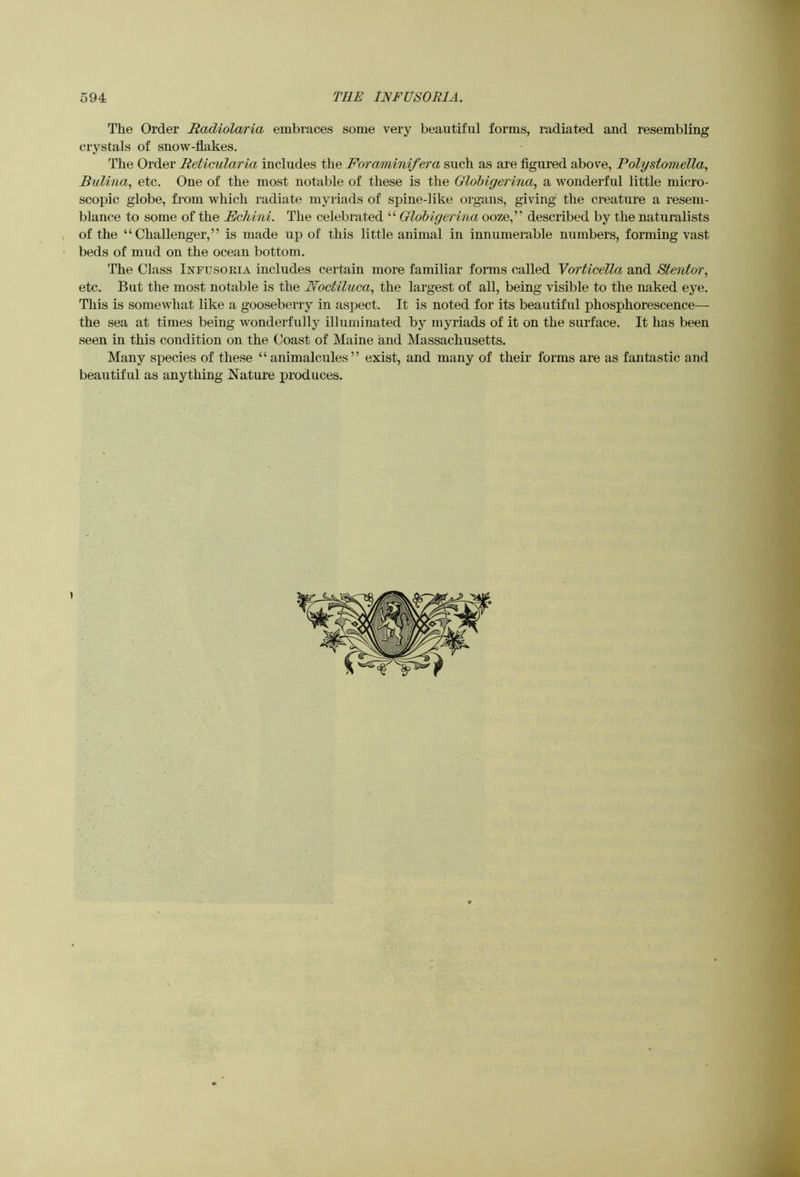 The Order Hadiolaria embraces some very beautiful forms, radiated and resembling crystals of snow-flakes. The Order Reticularia includes the Foraminifera such as are figured above, Polystomella, Bulina, etc. One of the most notable of these is the GloMgerina, a wonderful little micro- scopic globe, from which radiate myriads of spine-like organs, giving the creature a resem- blance to some of the Echini. The celebrated “ Globigerina ooze,” described by the naturalists of the “Challenger,” is made up of this little animal in innumerable numbers, forming vast beds of mud on the ocean bottom. The Class Infusoria includes certain more familiar forms called Yorticella and Stentor, etc. But the most notable is the Iloctiluca, the largest of all, being visible to the naked eye. This is somewhat like a gooseberry in aspect. It is noted for its beautiful phosphorescence— the sea at times being wonderfully illuminated by myriads of it on the surface. It has been seen in this condition on the Coast of Maine and Massachusetts. Many species of these “ animalcules” exist, and many of their forms are as fantastic and beautiful as anything Nature produces.