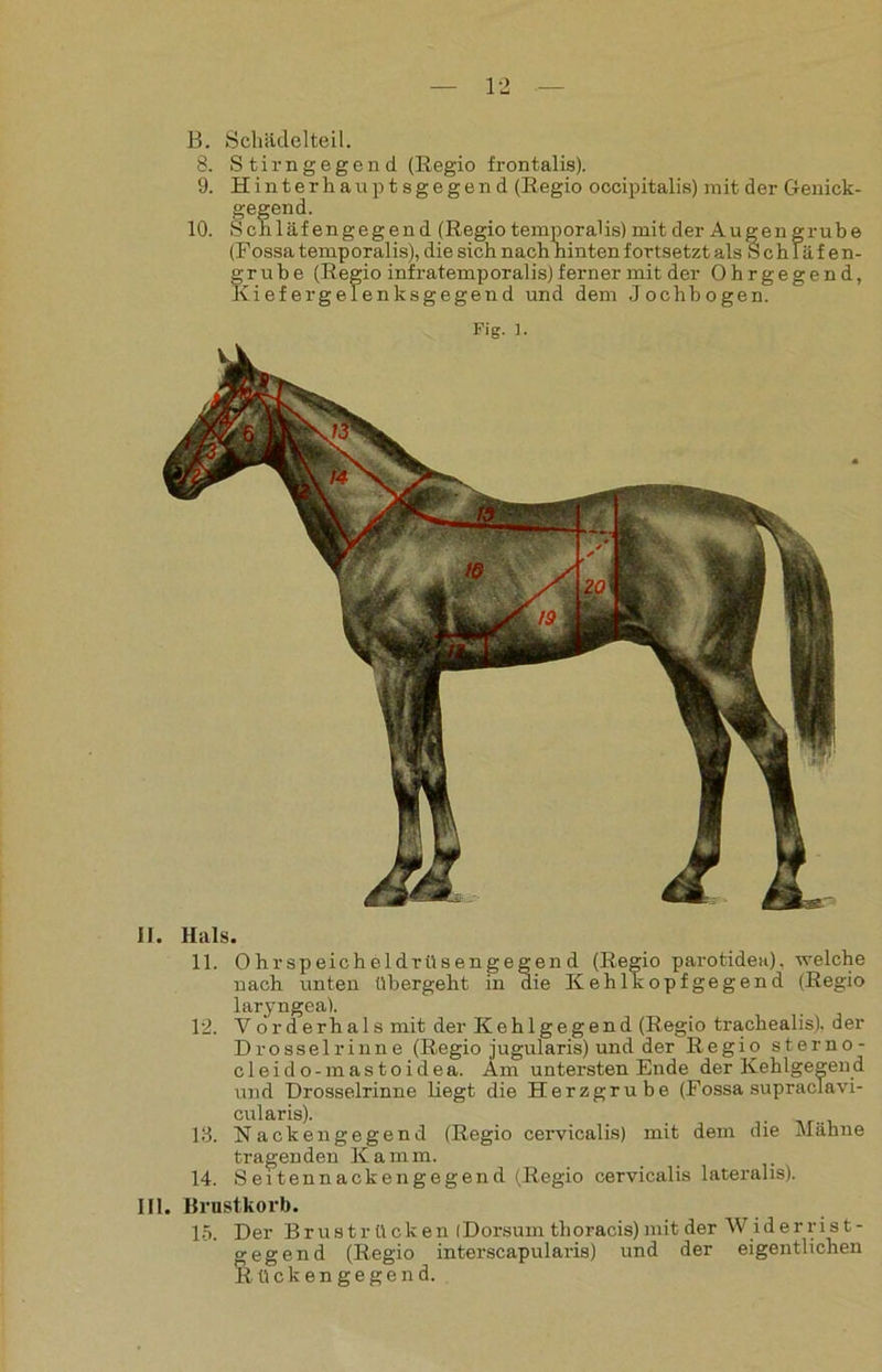 B. Schädelteil. 8. Stirn gegen d (Regio frontalis). 9. Hinterhauptsgegend (Regio occipitalis) mit der Genick- gegend. 10. Schläfengegend (Regio temporal is) mit der Augen grübe (Fossa temporalis), die sich nach hinten fortsetzt als S c hlä f e n- gruhe (Regio infratemporalis) ferner mit der Ohrgegend, Kiefergelenksgegend und dem Jochbogen. Fig. i. II. Hals. 11. Ohrspeicheldrüsengegend (Regio parotidea), welche nach unten übergeht in die Kehlkopfgegend (Regio laryngea). 12. Vorderhals mit der Kehlgegend (Regio trachealis). der Drosselrinne (Regio jugularis) und der Regio sterno- cleido-mastoidea. Am untersten Ende der Kehlgegend und Drosselrinne liegt die Herzgrube (Fossa supraciavi- cularis). 13. Nackengegend (Regio cervicalis) mit dem die Mähne tragenden Kamm. 14. Seitennackeng egend (Regio cervicalis lateralis). III. Brustkorb. 15. Der Brustrücken iDorsum thoracis) mit der Widerrist- gegend (Regio interscapularis) und der eigentlichen Rückengegend.