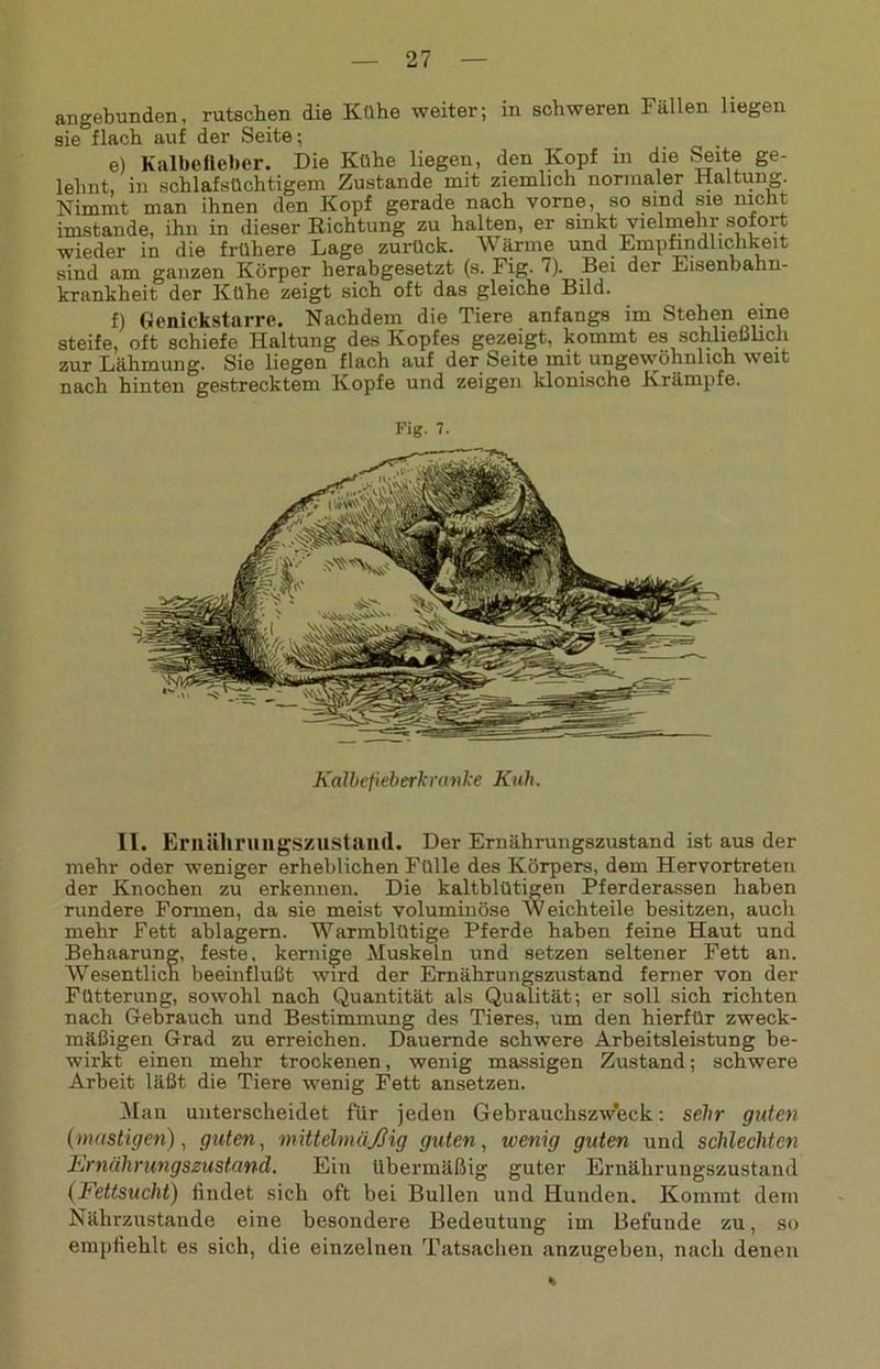angebunden, rutseben die Kühe weiter; in schweren iallen liegen sie flach auf der Seite; e) Kalbefleber. Die Kühe liegen, den Kopf in die Seite ge- lehnt, in schlafsüchtigem Zustande mit ziemlich normaler Haltung. Nimmt man ihnen den Kopf gerade nach vorne, so sind sie nicht imstande, ihn in dieser Richtung zu halten, er sinkt vielmehr sofort wieder in die frühere Lage zurück. Wärme und Empfindlichkeit sind am ganzen Körper herabgesetzt (s. Fig. 7). Bei der Eisenbahn- krankheit der Kühe zeigt sich oft das gleiche Bild. f) Genickstarre. Nachdem die Tiere anfangs im Stehen eine steife, oft schiefe Haltung des Kopfes gezeigt, kommt es schließlich zur Lähmung. Sie liegen flach auf der Seite mit ungewöhnlich weit nach hinten gestrecktem Kopfe und zeigen klonische Krämpfe. Fig. 7. Kalbefieberk ranke Kuh. II. Ernährungszustand. Der Ernährungszustand ist aus der mehr oder weniger erheblichen Fülle des Körpers, dem Hervortreten der Knochen zu erkennen. Die kaltblütigen Pferderassen haben rundere Formen, da sie meist voluminöse Weich teile besitzen, auch mehr Fett ablagern. Warmblütige Pferde haben feine Haut und Behaarung, feste, kernige Muskeln und setzen seltener Fett an. Wesentlich beeinflußt wird der Ernährungszustand ferner von der Fütterung, sowohl nach Quantität als Qualität; er soll sich richten nach Gebrauch und Bestimmung des Tieres, um den hierfür zweck- mäßigen Grad zu erreichen. Dauernde schwere Arbeitsleistung be- wirkt einen mehr trockenen, wenig massigen Zustand; schwere Arbeit läßt die Tiere wenig Fett ansetzen. Man unterscheidet für jeden Gebrauchszw'eck: sehr guten (mustigen), guten, mittelmäßig guten, wenig guten und schlechten Ernährungszustand. Ein übermäßig guter Ernährungszustand (Fettsucht) findet sich oft bei Bullen und Hunden. Kommt dem Nährzustande eine besondere Bedeutung im Befunde zu, so empfiehlt es sich, die einzelnen Tatsachen anzugeben, nach denen