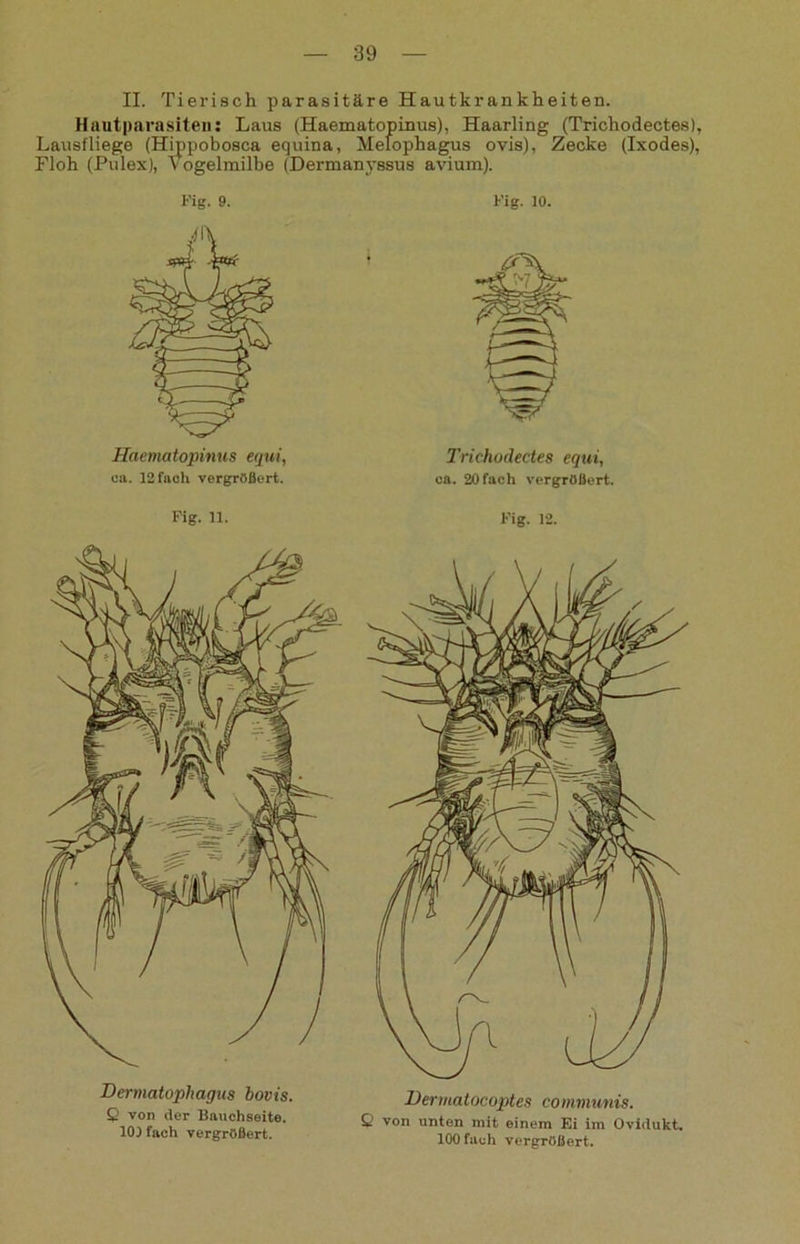 II. Tierisch parasitäre Hautkrankheiten. Hautparasiten: Laus (Haematopinus), Haarling (Trichodectes), Lausfliege (Hippobosca equina, Melophagus ovis), Zecke (Ixodes), Floh (Pulex), Vogelmilbe (Dermanyssus avium). Fig. 9. Haematopinus equi, ca. 12 fach vergrößert. Fig. 10. Trichodectes equi, ca. 20fach vergrößert. Fig. 11. Fig. 12. Dermatophagus bovis. Q von der Bauchseite. 10) fach vergrößert. Dermatocoptes communis. Q von unten mit einem Ei im Ovidukt, 100 fach vergrößert.