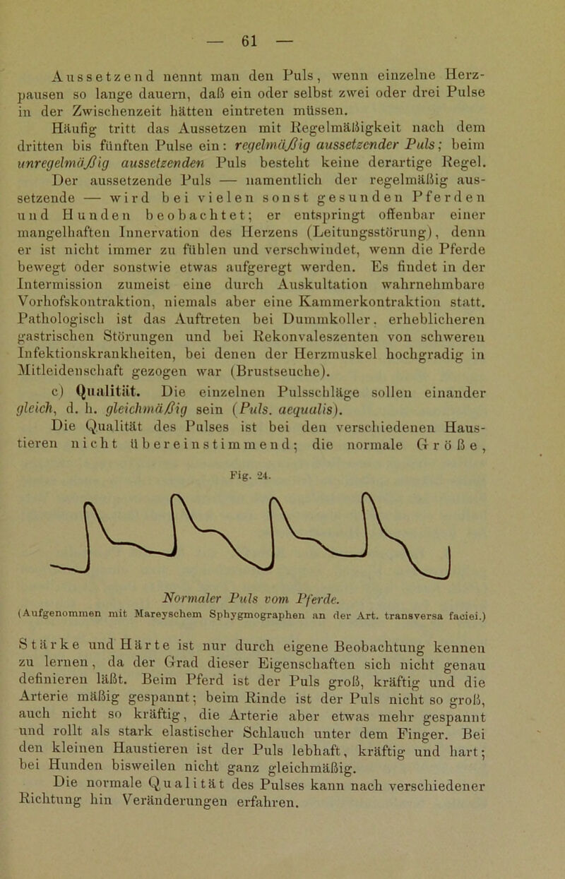 Aus setzend nennt man den Puls, wenn einzelne Herz- pausen so lange dauern, daß ein oder selbst zwei oder drei Pulse in der Zwischenzeit hätten eintreten müssen. Häufig tritt das Aussetzeu mit Kegelmäßigkeit nach dem dritten bis fünften Pulse ein: regelmäßig aussetzender Puls; beim unregelmäßig aussetzenden Puls besteht keine derartige Regel. Der aussetzende Puls — namentlich der regelmäßig aus- setzende — wird bei vielen sonst gesunden Pferden und Hunden beobachtet; er entspringt offenbar einer mangelhaften Innervation des Herzens (Leitungsstörung), denn er ist nicht immer zu fühlen und verschwindet, wenn die Pferde bewegt oder sonstwie etwas aufgeregt werden. Es findet in der Intermission zumeist eine durch Auskultation wahrnehmbare Vorhofskontraktion, niemals aber eine Kammerkontraktion statt. Pathologisch ist das Auftreten bei Dummkoller, erheblicheren gastrischen Störungen und bei Rekonvaleszenten von schweren Infektionskrankheiten, bei denen der Herzmuskel hochgradig in Mitleidenschaft gezogen war (Brustseuche). c) Qualität. Die einzelnen Pulsschläge sollen einander gleich, d. h. gleichmäßig sein (Puls, acqualis). Die Qualität des Pulses ist bei den verschiedenen Haus- tieren nicht übereinstimmend; die normale Größe, Fig. 24. (Aufgenommen mit Mareyschem Sphygmographen an <ier Art. transversa faeiei.) Stärke und Härte ist nur durch eigene Beobachtung kennen zu lernen, da der Grad dieser Eigenschaften sich nicht genau definieren läßt. Beim Pferd ist der Puls groß, kräftig und die Arterie mäßig gespannt; beim Rinde ist der Puls nicht so groß, auch nicht so kräftig, die Arterie aber etwas mehr gespannt und rollt als stark elastischer Schlauch unter dem Finger. Bei den kleinen Haustieren ist der Puls lebhaft, kräftig und hart; bei Hunden bisweilen nicht ganz gleichmäßig. Die normale Qualität des Pulses kann nach verschiedener Richtung hin Veränderungen erfahren.