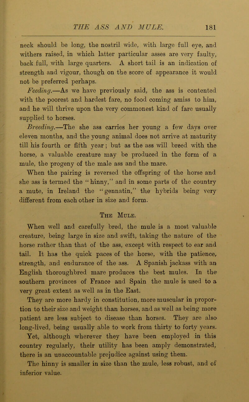 neck should be long, the nostril wide, with large full eye, and withers raised, in which latter particular asses are very faulty, back full, with large quarters. A short tail is an indication of strength and vigour, though on the score of appearance it would not be preferred perhaps. Feeding.—As we have previously said, the ass is contented with the poorest and hardest fare, no food coming amiss to him, and he will thrive upon the very commonest kind of fare usually supplied to horses. Breeding.—The she ass carries her young a few days over eleven months, and the young animal does not arrive at maturity till his fourth or fifth year; but as the ass will breed with the horse, a valuable creature may be produced in the form of a mule, the progeny of the male ass and the mare. When the pairing is reversed the offspring of the horse and she ass is termed the “hinny,” and in some parts of the country a mute, in Ireland the “gennatin,” the hybrids being very different from each other in size and form. The Mule. When well and carefully bred, the mule is a most valuable creature, being large in size and swift, taking the nature of the horse rather than that of the ass, except with respect to ear and tail. It has the quick paces of the horse, with the patience, strength, and endurance of the ass. A Spanish jackass with an English thoroughbred mare produces the best mules. In the southern provinces of France and Spain the mule is used to a very great extent as well as in the East. They are more hardy in constitution, more muscular in propor- tion to their size and weight than horses, and as well as being more patient are less subject to disease than horses. They are also long-lived, being usually able to work from thirty to forty years. Yet, although wherever they have been employed in this country regularly, their utility has been amply demonstrated, there is an unaccountable prejudice against using them. The hinny is smaller in size than the mule, less robust, and of inferior value.