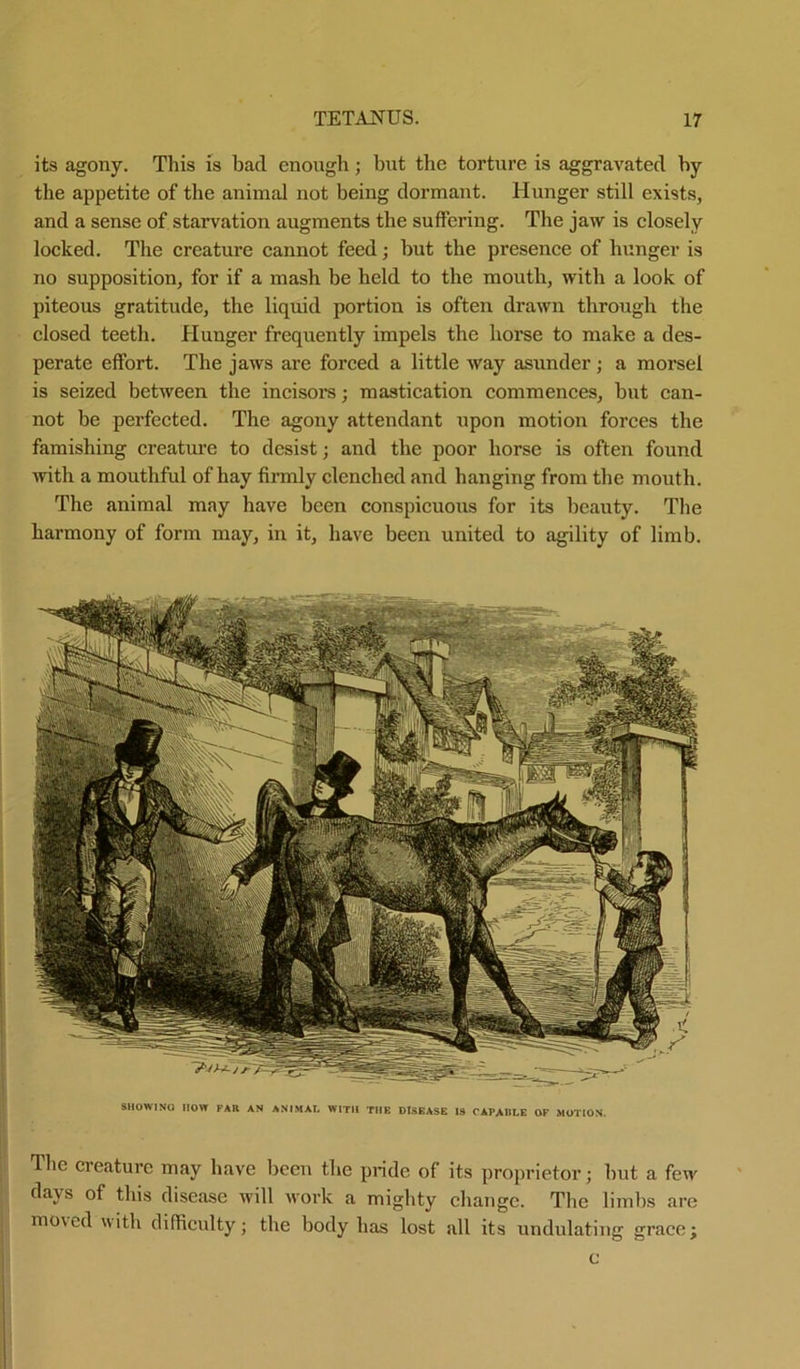 its agony. This is bad enough; but the torture is aggravated by the appetite of the animal not being dormant. Hunger still exists, and a sense of starvation augments the suffering. The jaw is closely locked. The creature cannot feed; but the presence of hunger is no supposition, for if a mash be held to the mouth, with a look of piteous gratitude, the liquid portion is often drawn through the closed teeth. Hunger frequently impels the horse to make a des- perate effort. The jaws are forced a little way asunder; a morsel is seized between the incisors; mastication commences, hut can- not be perfected. The agony attendant upon motion forces the famishing creature to desist; and the poor horse is often found with a mouthful of hay firmly clenched and hanging from the mouth. The animal may have been conspicuous for its beauty. The harmony of form may, in it, have been united to agility of limb. SHOWING HOW FAR AN ANIMAL WITH THE DISEASE IS CAPABLE OF MOTION. The creature may have been the pride of its proprietor; hut a few days of this disease will work a mighty change. The limbs are mo\ed with difficulty; the body has lost all its undulating grace; c