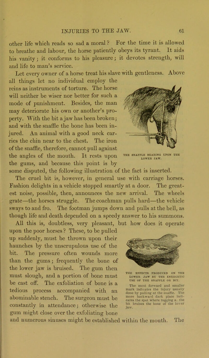other life which reads so sad a moral ? For the time it is allowed to breathe and labour, the horse patiently obeys its tyrant. It aids his vauity; it conforms to his pleasure; it devotes strength, will and life to man’s sendee. Let every owner of a horse treat his slave with gentleness. Above all things let no individual employ the reins as instruments of torture. The horse will neither be wiser nor better for such a mode of punishment. Besides, the man may deteriorate his own or another’s pro- perty. With the bit a jaw has been broken; and with the snaffle the bone has been in- jured. An animal with a good neck car- ries the chin near to the chest. The iron of the snaffle, therefore, cannot pull against the angles of the mouth. It rests upon the gums, and because this point is by some disputed, the following illustration of the fact is inserted. The cruel bit is, however, in general use with carriage horses. Fashion delights in a vehicle stopped smartly at a door. The great- est noise, possible, then, announces the new arrival. The wheels grate—the horses struggle. The coachman pulls hard—the vehicle sways to and fro. The footman jumps down and pulls at the bell, as though life and death depended on a speedy answer to his summons. All this is, doubtless, very pleasant, but how does it operate upon the poor horses ? These, to be pulled up suddenly, must be thrown upon their haunches by the unscrupulous use of the bit. The pressure often wounds more than the gums; frequently the bone of the lower jaw is bruised. The gum then must slough, and a portion of bone must be cast off. The exfoliation of bone is a tedious process accompanied with an abominable stench. The surgeon must be constantly in attendance; otherwise the gum might close over the exfoliating bone and numerous sinuses might be established within the mouth. The THE EFFECTS PRODUCED ON TIIE LOWER JAW BY TIIE ENERGETIC USE OF THE SNAFFLE OR BIT. The most forward and smaller mark indicates the injury usually done by pulling at the snaffle. The more backward dark place indi- cates the spot where tugging a. the hit bruises the bone of the lower jaw. THE SNAFFLE BEARING UPON THE LOWER JAW.