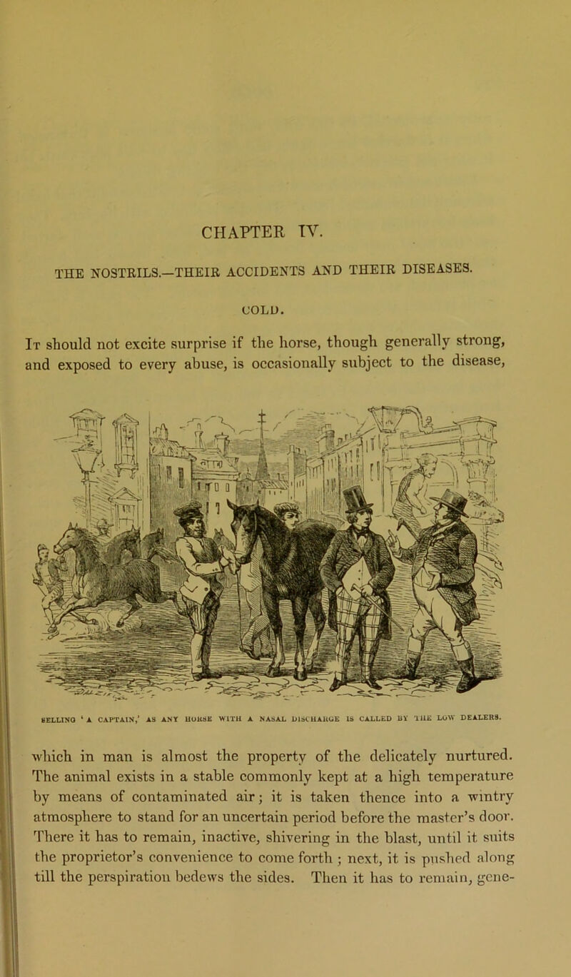 CHAPTER TV. THE NOSTRILS.—THEIR ACCIDENTS AND THEIR DISEASES. COLD. It should not excite surprise if the horse, though generally strong, and exposed to every abuse, is occasionally subject to the disease, BELLINQ ‘ A CAPTAIN,’ AS ANY HORSE WITH A NASAL DISCHARGE IS CALLED BY THE LOW DEALERS. which in man is almost the property of the delicately nurtured. The animal exists in a stable commonly kept at a high temperature by means of contaminated air; it is taken thence into a wintry atmosphere to stand for an uncertain period before the master’s door. There it has to remain, inactive, shivering in the blast, until it suits the proprietor’s convenience to come forth ; next, it is pushed along till the perspiration bedews the sides. Then it has to remain, gene-