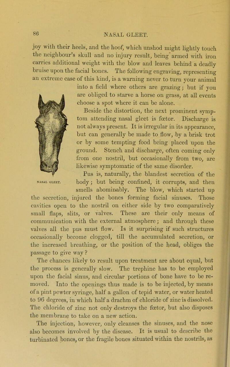 joy with their heels, and the hoof, which unshod might lightly touch the neighbour’s skull and no injury result, being’armed with iron carries additional weight with the blow and leaves behind a deadly bruise upon the facial bones. The following engraving, representing an extreme case of this kind, is a warning never to turn your animal into a field where others are grazing; hut if you are obliged to starve a horse on grass, at all events choose a spot where it can be alone. Beside the distortion, the next prominent symp- tom attending nasal gleet is foetor. Discharge is not always present. It is irregular in its appearance, hut can generally be made to flow, by a brisk trot or by some tempting food being placed upon the ground. Stench and discharge, often coming only from one nostril, but occasionally from two, are likewise symptomatic of the same disorder. Pus is, naturally, the blandest secretion of the body; but being confined, it corrupts, and then smells abominably. The blow, which started up the secretion, injured the bones forming facial sinuses. Those cavities open to the nostril on either side by two comparatively small flaps, slits, or valves. These are their only means of communication with the external atmosphere; and through these valves all the pus must flow. Is it surprising if such structures occasionally become clogged, till the accumulated secretion, or the increased breathing, or the position of the head, obliges the passage to give way ? The chances likely to result upon treatment are about equal, but the process is generally slow. The trephine has to be employed upon the facial sinus, and circular portions of bone have to be re- moved. Into the openings thus made is to be injected, by means of a pint pewter syringe, half a gallon of tepid water, or water heated to 96 degrees, in which half a drachm of chloride of zinc is dissolved. The chloride of zinc not only destroys the foetor, but also disposes the membrane to take on a new action. The injection, however, only cleanses the sinuses, and the nose also becomes involved by the disease. It is usual to describe the turbinated bones, or the fragile bones situated within the nostrils, as NASAL GLEET.