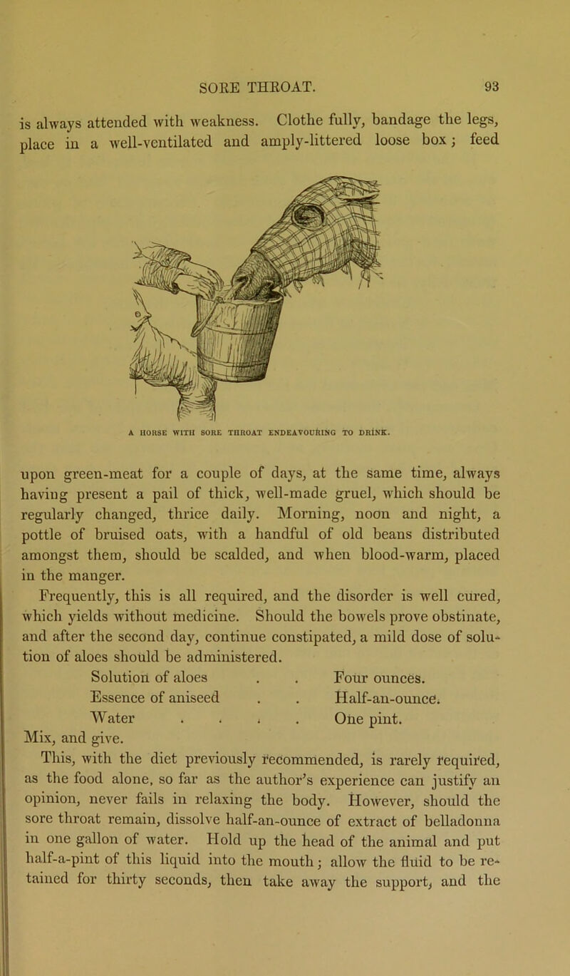 is always attended with weakness. Clothe fully, bandage the legs, place in a well-ventilated and amply-littered loose box; feed A HORSE WITH SORE THROAT ENDEAVOURING TO DRINK. upon green-meat for a couple of days, at the same time, always having present a pail of thick, well-made gruel, which should be regularly changed, thrice daily. Morning, noon and night, a pottle of bruised oats, with a handful of old beans distributed amongst them, should be scalded, and when blood-warm, placed in the manger. Frequently, this is all required, and the disorder is well cured, which yields without medicine. Should the bowels prove obstinate, and after the second day, continue constipated, a mild dose of solu- tion of aloes should be administered. Solution of aloes . . Four ounces. Essence of aniseed . . Half-an-ounce; Water . . , One pint. Mix, and give. This, with the diet previously recommended, is rarely requited, as the food alone, so far as the author’s experience can justify an opinion, never fails in relaxing the body. However, should the sore throat remain, dissolve half-an-ounce of extract of belladonna in one gallon of water. Hold up the head of the animal and put half-a-pint of this liquid into the mouth; allow the fluid to be re- tained for thirty seconds, then take away the support, and the