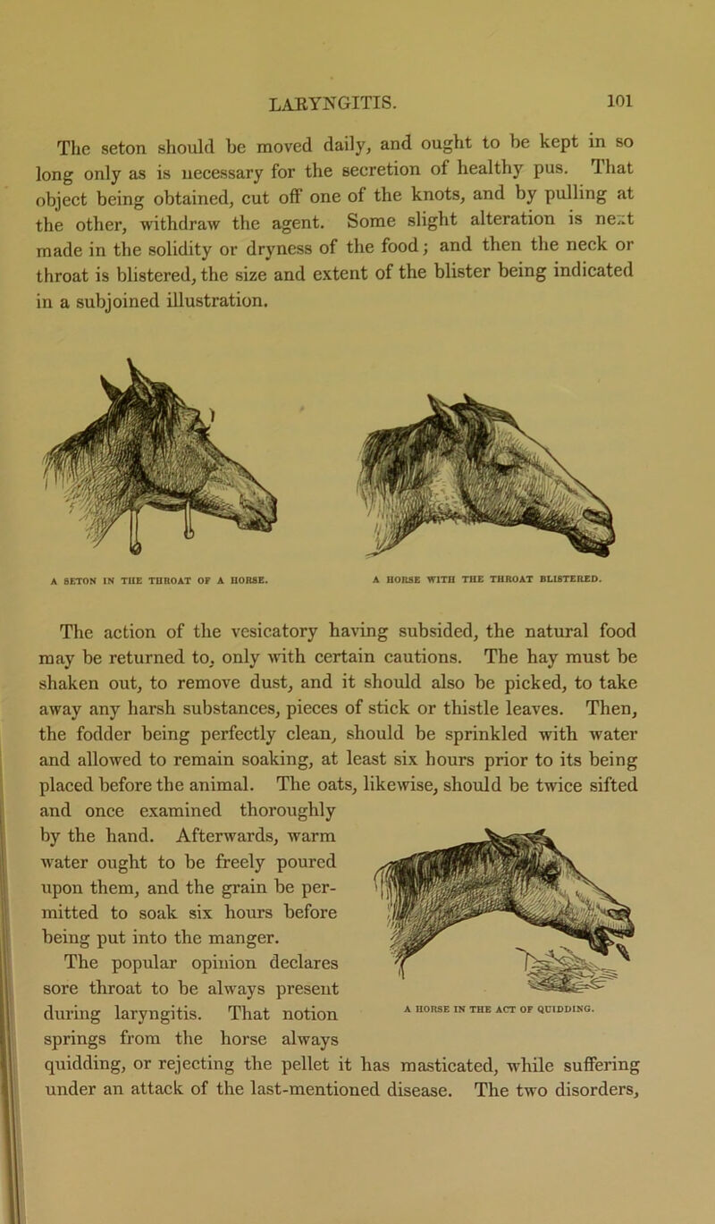 The seton should be moved daily, and ought to be kept in so long only as is necessary for the secretion of healthy pus. T. hat object being obtained, cut off one of the knots, and by pulling at the other, withdraw the agent. Some slight alteration is ne,:t made in the solidity or dryness of the food; and then the neck or throat is blistered, the size and extent of the blister being indicated in a subjoined illustration. A SETON IN TUE TUROAT OF A IIORSE. A HORSE WITH THE THROAT BLISTERED. The action of the vesicatory having subsided, the natural food may be returned to, only with certain cautions. The hay must be shaken out, to remove dust, and it should also be picked, to take away any harsh substances, pieces of stick or thistle leaves. Then, the fodder being perfectly clean, should be sprinkled with water and allowed to remain soaking, at least six hours prior to its being placed before the animal. The oats, likewise, should be twice sifted and once examined thoroughly by the hand. Afterwards, warm water ought to be freely poured upon them, and the grain be per- mitted to soak six hours before being put into the manger. The popular opinion declares sore throat to be always present during laryngitis. That notion springs from the horse always quidding, or rejecting the pellet it has masticated, while suffering under an attack of the last-mentioned disease. The two disorders.