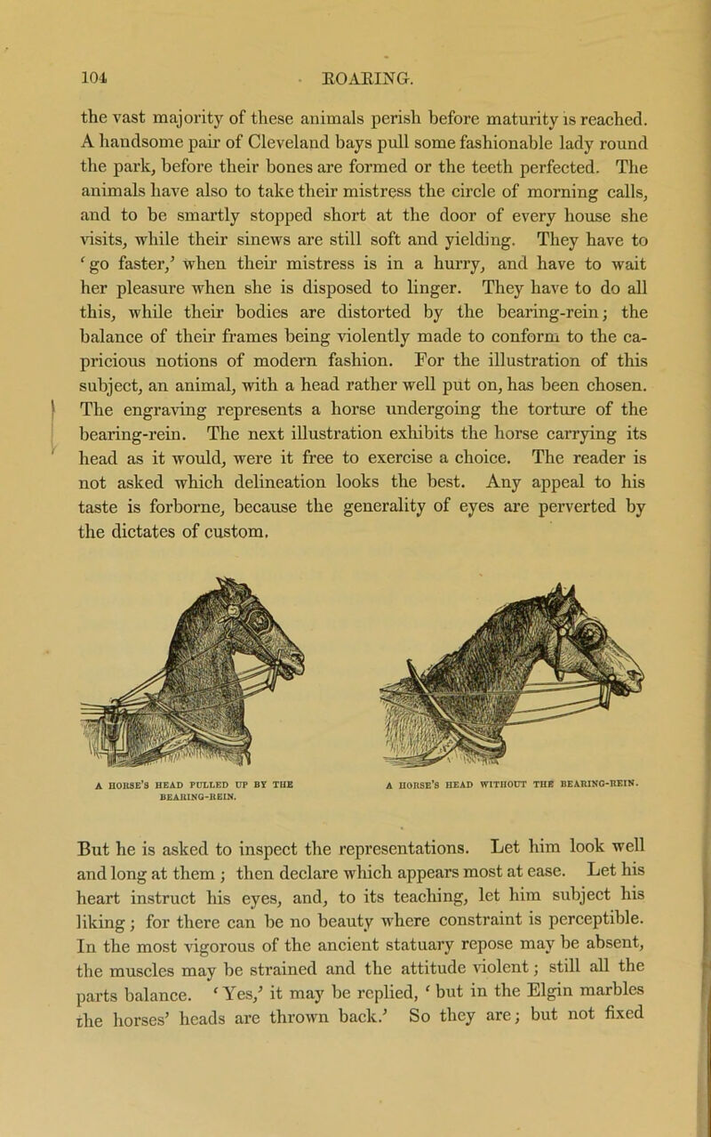 the vast majority of these animals perish before maturity is reached. A handsome pair of Cleveland bays pull some fashionable lady round the park, before their bones are formed or the teeth perfected. The animals have also to take their mistress the circle of morning calls, and to be smartly stopped short at the door of every house she visits, while their sinews are still soft and yielding. They have to ‘go faster/ when their mistress is in a hurry, and have to wait her pleasure when she is disposed to linger. They have to do all this, while their bodies are distorted by the bearing-rein; the balance of their frames being violently made to conform to the ca- pricious notions of modern fashion. For the illustration of this subject, an animal, with a head rather well put on, has been chosen. The engraving represents a horse undergoing the torture of the bearing-rein. The next illustration exhibits the horse carrying its head as it would, were it free to exercise a choice. The reader is not asked which delineation looks the best. Any appeal to his taste is forborne, because the generality of eyes are perverted by the dictates of custom. A horse’s head pulled up by the BEARING-REIN. A HORSE’S HEAD WITHOUT THE BEARING-REIN. But he is asked to inspect the representations. Let him look well and long at them ; then declare which appears most at ease. Let his heart instruct his eyes, and, to its teaching, let him subject his liking; for there can be no beauty where constraint is perceptible. In the most vigorous of the ancient statuary repose may be absent, the muscles may be strained and the attitude violent; still all the parts balance. f Yes/ it may be replied, ‘ but in the Elgin marbles ihe horses’ heads are thrown back.’ So they are; but not fixed