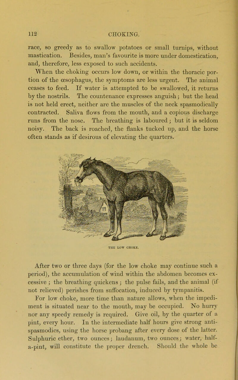 race, so greedy as to swallow potatoes or small turnips, without mastication. Besides, man’s favourite is more under domestication, and, therefore, less exposed to such accidents. When the choking occurs low down, or within the thoracic por- tion of the oesophagus, the symptoms are less urgent. The animal ceases to feed. If water is attempted to he swallowed, it returns by the nostrils. The countenance expresses anguish; but the head is not held erect, neither are the muscles of the neck spasmodically contracted. Saliva flows from the mouth, and a copious discharge runs from the nose. The breathing is laboured; but it is seldom noisy. The back is roached, the flanks tucked up, and the horse often stands as if desirous of elevating the quarters. THE LOW CHOKE. After two or three days (for the low choke may continue such a period), the accumulation of wind within the abdomen becomes ex- cessive ; the breathing quickens ; the pulse fails, and the animal (if not relieved) perishes from suffocation, induced by tympanitis. For low choke, more time than nature allows, when the impedi- ment is situated near to the mouth, may be occupied. No hurry nor any speedy remedy is required. Give oil, by the quarter of a pint, eveiy hour. In the intermediate half hours give strong anti- spasm odics, using the horse probang after every dose of the latter. Sulphuric ether, two ounces; laudanum, two ounces; water, half- a-pint, will constitute the proper drench. Should the whole be