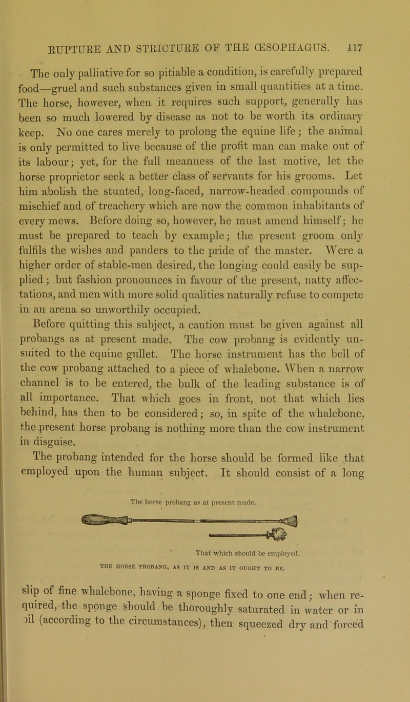 The only palliative for so pitiable a condition, is carefully prepared food—gruel and such substances given in small quantities at a time. The horse, however, when it requires such support, generally has been so much lowered by disease as not to be worth its ordinary keep. No one cares merely to prolong the equine life; the animal is only permitted to live because of the profit man can make out of its labour; yet, for the full meanness of the last motive, let the horse proprietor seek a better class of servants for his grooms. Let him abolish the stunted, long-faced, narrow-headed compounds of mischief and of treachery which are now the common inhabitants of every mews. Before doing so, however, he must amend himself; he must be prepared to teach by example; the present groom only fulfils the wishes and panders to the pride of the master. Were a higher order of stable-men desired, the longing could easily be sup- plied ; but fashion pronounces in favour of the present, natty affec- tations, and men with more solid qualities naturally refuse to compete in an arena so unworthily occupied. Before quitting this subject, a caution must be given against all probangs as at present made. The cow probang is evidently un- suited to the equine gullet. The horse instrument lias the bell of the cow probang attached to a piece of whalebone. When a narrow channel is to be entered, the bulk of the leading substance is of all importance. That which goes in front, not that which lies behind, has then to be considered; so, in spite of the whalebone, the .present horse probang is nothing more than the cow instrument in disguise. The probang intended for the horse should be formed like that employed upon the human subject. It should consist of a long The horse prohang as at present made. —— —- -' That which should be employed. THE HORSE PROBANG, AS IT IS AND AS IT OUGHT TO BE. slip of fine whalebone, having a sponge fixed to one end; when re- quired, the sponge should be thoroughly saturated in water or in )il (accoiding to the circumstances), then squeezed dry and forced
