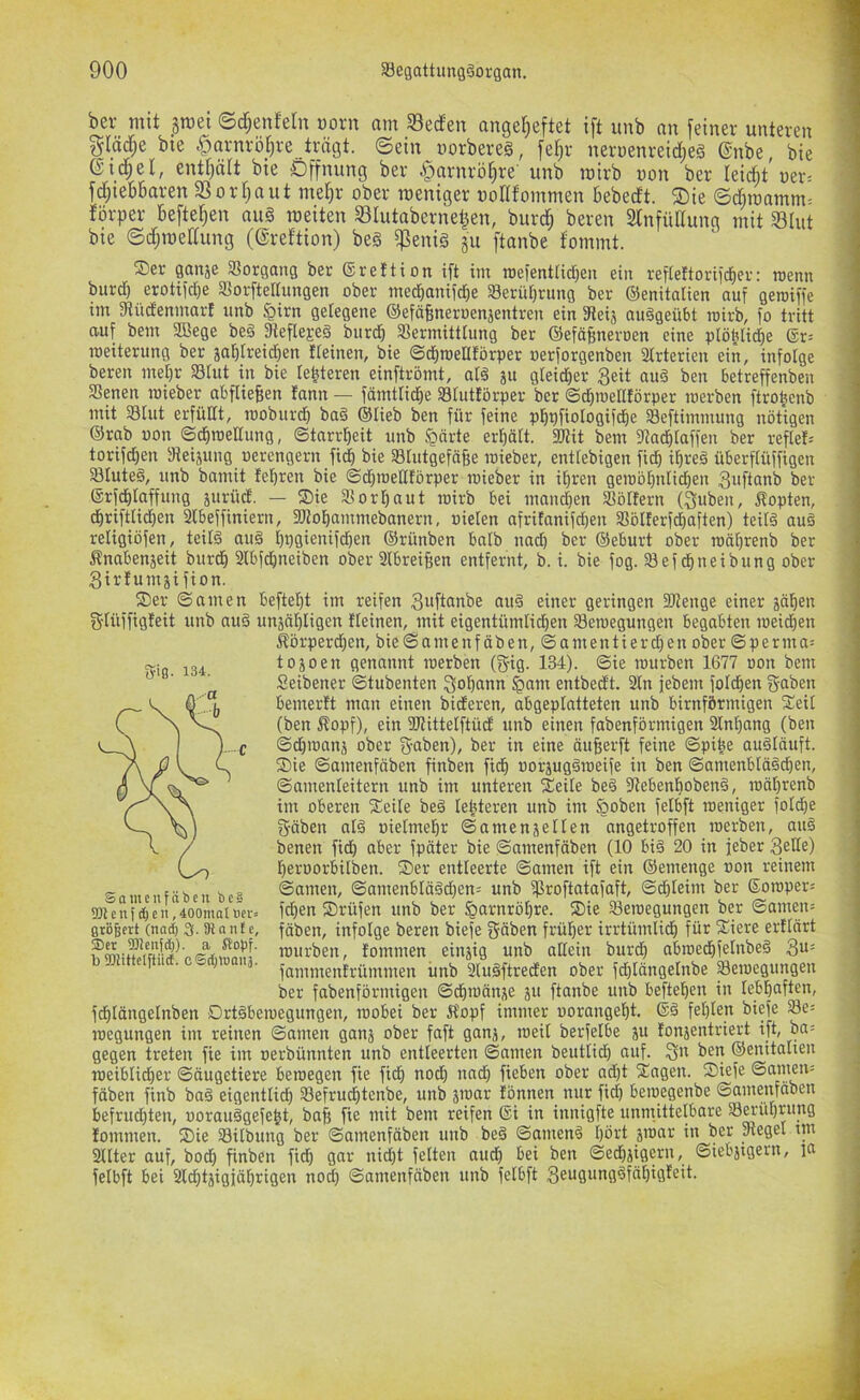 ber tnit grcei ©d;enfeln üorn am 33ecfen angel^eftet i[t unb an feiner unteren §räcT;e bte .^arnrö^re tragt, ©ein norberes, fet;r nernenreid;eg @nbe, bie eichet, enthält bie Öffnung ber §arnröt)re' unb mirb non ber leidt'ner= fd;iebbaren SSorfjaut me^r ober ineniger nodfommen bebedt. ®ie ©din)amm= förper hefteten au§ meiten 33Iutaberne^en, burd; beren Stnfüdung mit 33lut bte ©d;inedung (ßreftion) beg ^eni§ ju ftonbe fommt. ®er ganje 93organg ber ©rettion ift im n)efentad}eu ein reftettorifcbev: roenn burd) erotifdie 93orfteIfungen ober med^anifd)e a3eriU)rung ber ©enitatien auf geroiffe im atiidemnarE unb §irn gelegene ©efäBneroenäentren ein Sfieiä auägeübt roirb, fo tritt auf bem 2Bege be§ ateflegeä burd) Sermitttung ber ©efafmeroen eine plöblicbe @r= roeiterung ber jabtreidben Eteinen, bie ©cbroellEörper nerforgenben Arterien ein, infolge beren me[)r Stut in bie legieren einftrömt, al6 ju gteid^er 3eit auä ben betreffenben aSenen inieber abfliefeen Eann — fämttidbe StutEörper ber <Sd)iner[Eörper merben ftro^enb mit ©tut erfüllt, moburd) ba§ ©lieb ben für feine pj^pfiologifd^e 58eftimmung nötigen ©rab non ©d^tneßung, ©tarrl^eit unb §ärte er^citt. SJtit bem atad^taffen ber refteE; torifd)en iHeijung nerengern fi^ bie Stutgefäfie roieber, enttebigen fid^ il^reä überftüffigen 58Iute§, unb bamit Eel^ren bie ©d)n3eßtörper roieber in ii)ren geroöt}nticf)en 3nftanb ber ©rfdilaffung jurüd. — ®ie 3}or[)aut roirb bei inand)en SöIEern (3uben, Äopten, d^riftlid^en 2lbeffiniern, aJiot)ammebanern, nieten afriEanifd^en a?bIEerfd)aften) teit§ au§ retigiöfen, teild au§ t)i)gienifd^en ©rünben balb nnd) ber ©eburt ober roät)renb ber Änabenjeit burd^ 2lbfd)neiben ober Slbreifjen entfernt, b. i. bie fog. 58ef c^neibung ober 3irEumäifion. Ser ©amen beftet)t im reifen 3nftanbe auä einer geringen ftltenge einer jcil^en gUiffigEeit unb auä unjä^ligen Eieinen, mit eigentümlid)en SBeroegungen begabten roeid^en Äörperd)en, bie©amenf üben, ©amentierd)en ober ©perma= tojoen genannt roerben (g-ig. 134). ©ie rourben 1677 non bem Seibener ©tubenten 3ot)ann fpam entbedt. 2In jebem fotdien fffaben bemertt man einen bideren, abgeplatteten unb bimförmigen Seit (ben Äopf), ein 2J?itteIftüd unb einen fabenförmigen 2tnl^ang (ben ©d)ronnj ober gaben), ber in eine äu^erft feine ©pibe auäläuft. Sie ©amenfäben finben fii^ oorjugdroeife in ben ©amenbtäSdben, ©amenleitern unb im unteren Seite be§ atebenbobenä, roät)renb im oberen Seite beö le^teren unb im §oben fetbft roeniger fotcbe gäben atä oielmebr ©amenjetten angetroffen roerben, auö benen fid) aber fpäter bie ©amenfäben (10 bi§ 20 in jeber 3eße) I)erüorbitben. Ser entleerte ©amen ift ein ©emenge oon reinem ©amen, ©amenbläödien: unb fßroftatafaft, ©dbleim ber ©oroper^ fd)en Srüfen unb ber §arnröl^re. Sie 58eroegungen ber ©amen= fäben, infolge beren biefe gäben frül^er irrtümlidb für Siere erttärt rourben, Eommen einzig unb aßein burd) abroedbfelnbeä 3“= fammenfrümmen unb 2luäftreden ober fd)Iängetnbe Seroegungen ber fabenförmigen ©d)roänj\e ju ftanbe unb beftetjen in lebhaften, fd^Iängelnben Drtäberoegungen, roobei ber Hopf imnter uorangebt. festen biefe a3e= roegungen im reinen ©amen ganj ober faft ganj, roeil berfetbe ju Eonjentriert iß» ba= gegen treten fie im oerbünnten unb entleerten ©amen beutlidb auf. gn ben ©enitatien roeiblid)er ©äugetiere beroegen fie fid) no^ nad) fieben ober ad)t Sagen. Siefe ©amen= fäben finb ba§ eigentlid) 33efruc^tenbe, unb jroar Eönnen nur ficb beroegenbe ©amenfäben befrud)ten, oorauägefe^t, ba^ fie mit bem reifen ®i in innigfte unmittelbare Serüprung Eommen. Sie Sitbung ber ©a>nenfäben unb beä ©amenö t)ört jroar in ber fRegel tm Stiter auf, bodf) finben fidb gar nid)t fetten audb bei ben ©ed)äigcrn, ©iebjigern, la fetbft bei 3ld)tjigiäl^rigen nod) ©amenfäben unb fetbft 3eu9ana^fdt)igEeit. ffiß. 134. Sanunföben bc§ SQt c n) d) e II, 400mal ber= arößert (nad) 3. Ot a n E c, ®cr 2)tcnfd)). a Stopf, to SOtittclftüd. c®d)iBQnä.