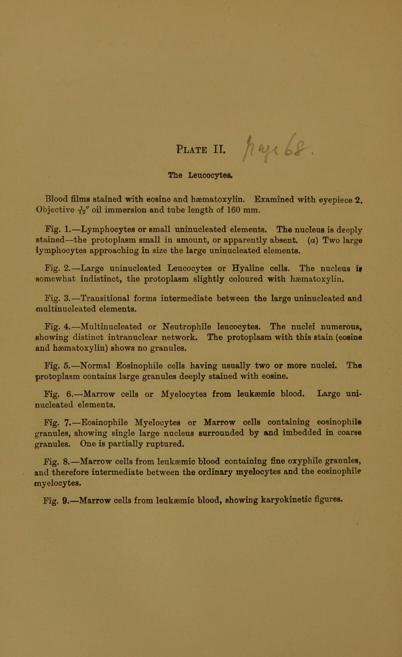 The Leucocytes. Blood films stained with eosine and hematoxylin. Examined with eyepiece 2. Objective fa oil immersion and tube length of 160 mm. Fig. 1.—Lymphocytes or small uninucleated elements. The nucleus is deeply stained—the protoplasm small in amount, or apparently absent, (a) Two large lymphocytes approaching in size the large uninucleated elements. Fig. 2.—Large uninucleated Leucocytes or Hyaline cells. The nucleus i* somewhat indistinct, the protoplasm slightly coloured with hsematoxylin. Fig. 3.—Transitional forms intermediate between the large uninucleated and multinucleated elements. Fig. 4.—Multinucleated or Neutrophile leucocytes. The nuclei numerous, showing distinct intranuclear network. The protoplasm with this stain (eosine and hsematoxylin) shows no granules. Fig. 5.—Normal Eosinophile cells having usually two or more nuclei. The protoplasm contains large granules deeply stained with eosine. Fig. 6.—Marrow cells or Myelocytes from leuksemic blood. Large uni- nucleated elements. Fig. 7.—Eosinophile Myelocytes or Marrow cells containing eosinophile granules, showing single large nucleus surrounded by and imbedded in coarse granules. One is partially ruptured. Fig. 8.—Marrow cells from leuksemic blood containing fine oxyphile granules, and therefore intermediate between the ordinary myelocytes and the eosinophile myelocytes. Fig. 9.—Marrow cells from leuksemic blood, showing karyokinetic figures.