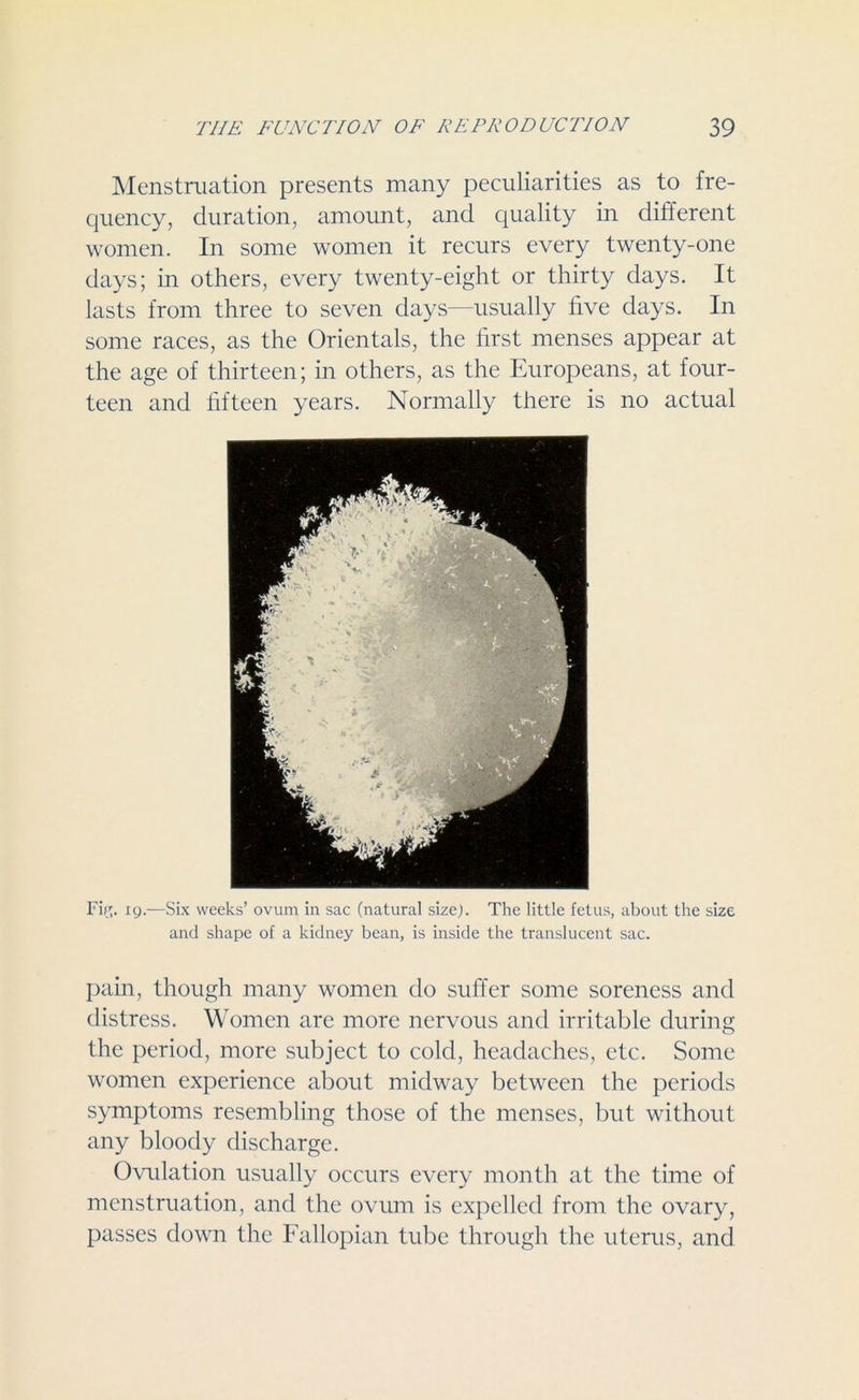 Menstruation presents many peculiarities as to fre- quency, duration, amount, and quality in different women. In some women it recurs every twenty-one days; in others, every twenty-eight or thirty days. It lasts from three to seven days—usually five days. In some races, as the Orientals, the ffrst menses appear at the age of thirteen; in others, as the Europeans, at four- teen and fifteen years. Normally there is no actual Fif'. 19.—Six weeks’ ovum in sac (natural size). The little fetus, about the size and shape of a kidney bean, is inside the translucent sac. pain, though many women do suffer some soreness and distress. Women are more nervous and irritable during the period, more subject to cold, headaches, etc. Some women experience about midway between the periods symptoms resembling those of the menses, but without any bloody discharge. Ovulation usually occurs every month at the time of menstruation, and the ovum is expelled from the ovary, passes down the Fallopian tube through the uterus, and