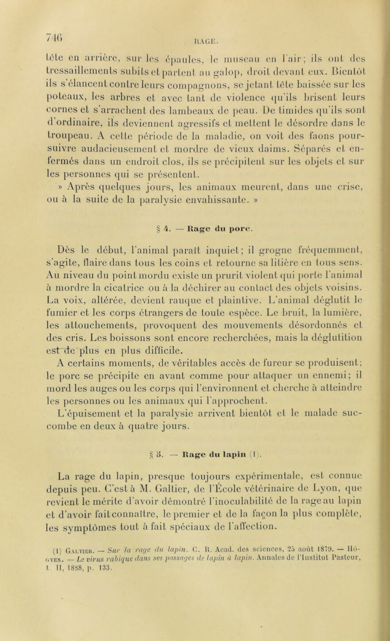 lèle en arrière, sur les épaules, le museau en l’air ; ils ont des tressaillements subits et partent au galop, droit devant eux. Bientôt ils s’élancent contre leurs compagnons, se jetant tète baissée sur les poteaux, les arbres et avec tant de violence qu’ils brisent leurs cornes et s’arrachent des lambeaux de peau. De timides qu’ils sont d’ordinaire, ils deviennent agressifs et mettent le désordre dans le troupeau. A cette période de la maladie, on voit des faons pour- suivre audacieusement et mordre de vieux daims. Séparés et en- fermés dans un endroit clos, ils se précipitent sur les objets et sur les personnes qui se présentent. » Après quelques jours, les animaux meurent, dans une crise, ou à la suite de la paralysie envahissante. » § 4. — Iîagc du porc. Dès le début, l’animal paraît inquiet; il grogne fréquemment, s’agite, flaire dans tous les coins et retourne sa litière en tous sens. Au niveau du point mordu existe un prurit violent qui porte l’animal à mordre la cicatrice ou à la déchirer au contact des objets voisins. La voix, altérée, devient rauque et plaintive. L’animal déglutit le fumier et les corps étrangers de toute espèce. Le bruit, la lumière, les attouchements, provoquent des mouvements désordonnés et des cris. Les boissons sont encore recherchées, mais la déglutition estrde plus en plus difficile. A certains moments, de véritables accès de fureur se produisent; le porc se précipite en avant comme pour attaquer un ennemi; il mord les auges ou les corps qui l'environnent et cherche à atteindre les personnes ou les animaux qui l’approchent. L’épuisement et la paralysie arrivent bientôt et le malade suc- combe en deux à quatre jours. § U. — Iîagc du lapin (1). La rage du lapin, presque toujours expérimentale, est connue depuis peu. C’est à M. Galtier, de l’École vétérinaire de Lyon, que revient le mérite d’avoir démontré l’inoculabilité de la rage au lapin et d’avoir fait connaître, le premier et de la façon la plus complète, les symptômes tout à fait spéciaux de l'affection. (1) Galtieh. — Sur lu raye du lapin. G. H. Acad, des sciences, 25 août 1870. — lld- gyes. — Le virus rabique dans ses passages de lapin à lapin. Annales de l'Institut Pasteur, t II, 1888, p. 133.