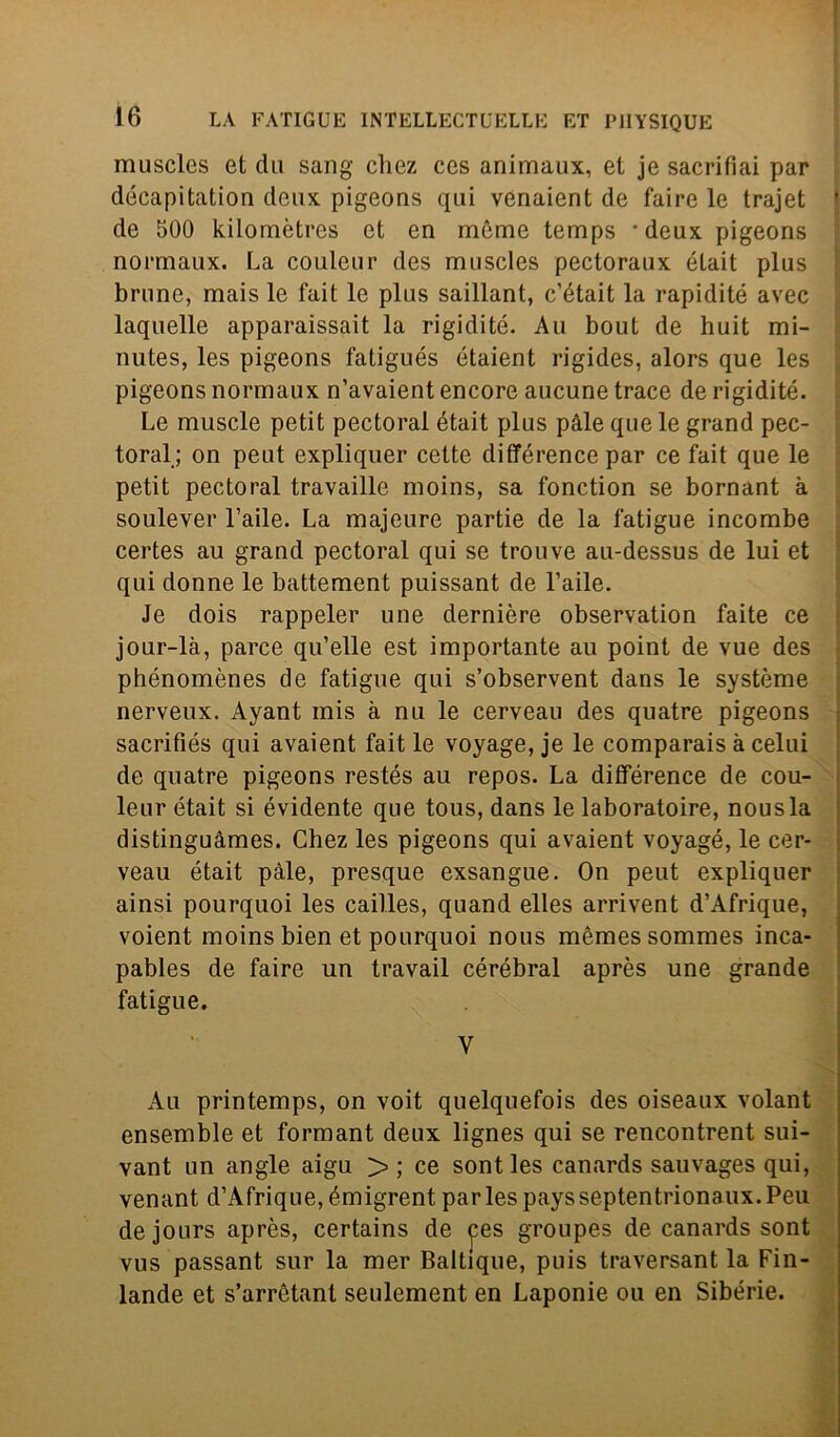 muscles et du sang cliez ces animaux, et je sacrifìai par décapitation deux pigeons qui venaient de faire le trajet de 500 kilomètrcs et en mòme temps ‘deux pigeons normaux. La couleur des muscles pectoraux était plus brune, mais le fait le plus saillant, c’était la rapidité avec laquelle apparaissait la rigidité. Au bout de huit mi- nutes, les pigeons fatigués étaient rigides, alors que les pigeons normaux n’avaient encore aucune trace de rigidité. Le muscle petit pectoral était plus pàle que le grand pec- toral; on peut expliquer cette différence par ce fait que le petit pectoral travaille moins, sa fonction se bornant à soulever l’aile. La majeure partie de la fatigue incombe certes au grand pectoral qui se trouve au-dessus de lui et qui donne le battement puissant de baile. Je dois rappeler une dernière observation faite ce jour-là, parce qu’elle est importante au point de vue des phénomènes de fatigue qui s’observent dans le système nerveux. Ayant mis à nu le cerveau des quatre pigeons sacrifiés qui avaient fait le voyage, je le comparais à celili de quatre pigeons restés au repos. La différence de cou- leur était si évidente que tous, dans le laboratoire, nousla distinguàmes. Chez les pigeons qui avaient voyagé, le cer- veau était pàle, presque exsangue. On peut expliquer ainsi pourquoi les cailles, quand elles arrivent d’Afrique, voient moins bien et pourquoi nous mèmessommes inca- pables de faire un travail cérébral après une grande fatigue. Y Au printemps, on voit quelquefois des oiseaux volant ensemble et formant deux lignes qui se rencontrent sui- vant un angle aigu > ; ce sont les canards sauvages qui, venant d’Afrique, émigrent parlespaysseptentrionaux.Peu de jours après, certains de ces groupes de canards sont vus passant sur la mer Baltique, puis traversant la Fin- lande et s’arrètant seulement en Laponie ou en Sibèrie.