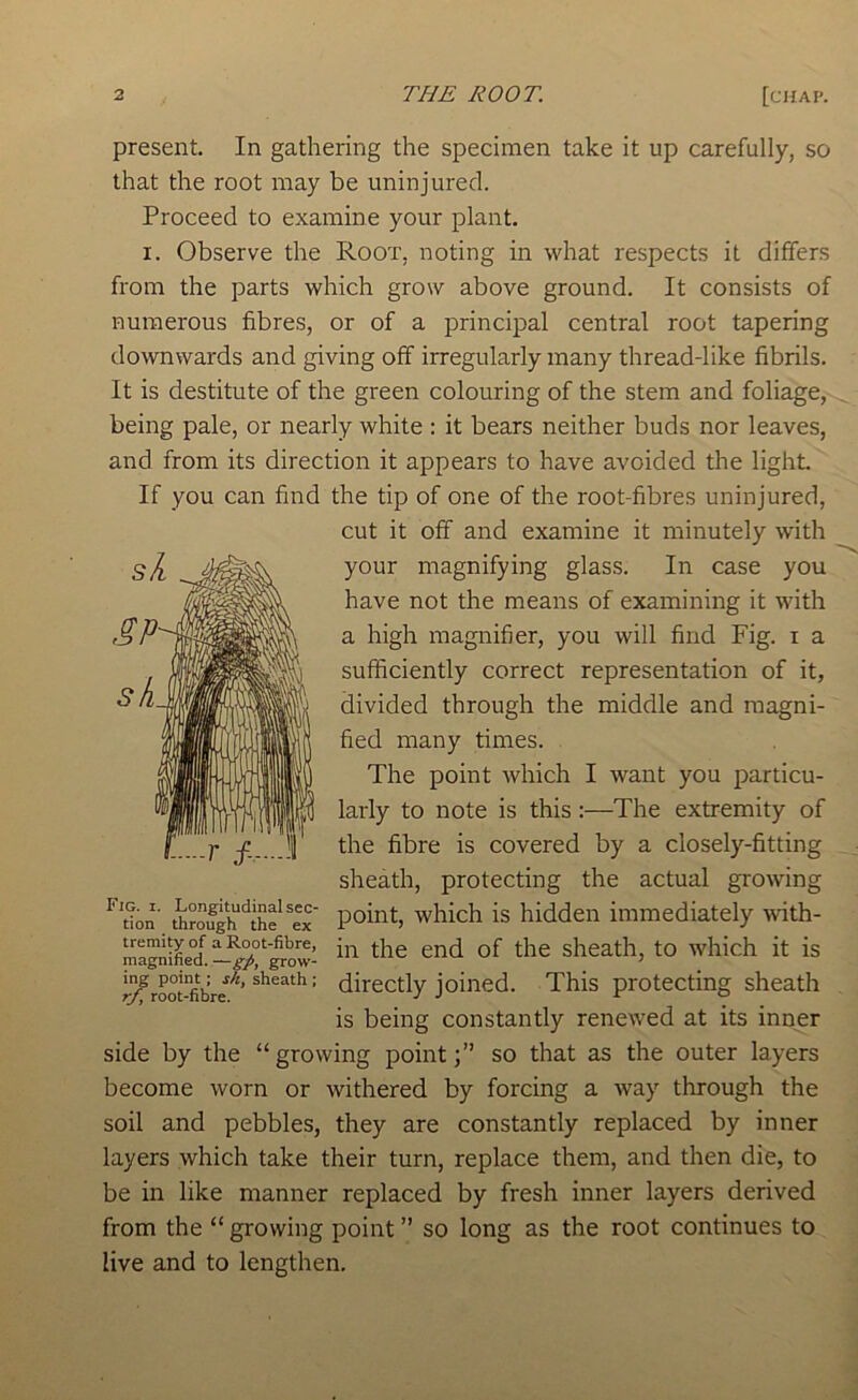 present. In gathering the specimen take it up carefully, so that the root may be uninjured. Proceed to examine your plant. I. Observe the Root, noting in what respects it differs from the parts which grow above ground. It consists of numerous fibres, or of a principal central root tapering downwards and giving off irregularly many thread-like fibrils. It is destitute of the green colouring of the stem and foliage, being pale, or nearly white : it bears neither buds nor leaves, and from its direction it appears to have avoided the light If you can find the tip of one of the root-fibres uninjured, cut it off and examine it minutely with your magnifying glass. In case you have not the means of examining it with a high magnifier, you will find Fig. i a sufficiently correct representation of it, divided through the middle and magni- fied many times. The point which I want you particu- larly to note is this:—The extremity of the fibre is covered by a closely-fitting sheath, protecting the actual growing through^the'*ir point, which is hidden immediately with- mlgniUd —^growf sheath, to which it is root-fibW^’' directly joined. This protecting sheath is being constantly renewed at its inner side by the “ growing pointso that as the outer layers become worn or withered by forcing a way through the soil and pebbles, they are constantly replaced by inner layers which take their turn, replace them, and then die, to be in like manner replaced by fresh inner layers derived from the “ growing point ” so long as the root continues to live and to lengthen.