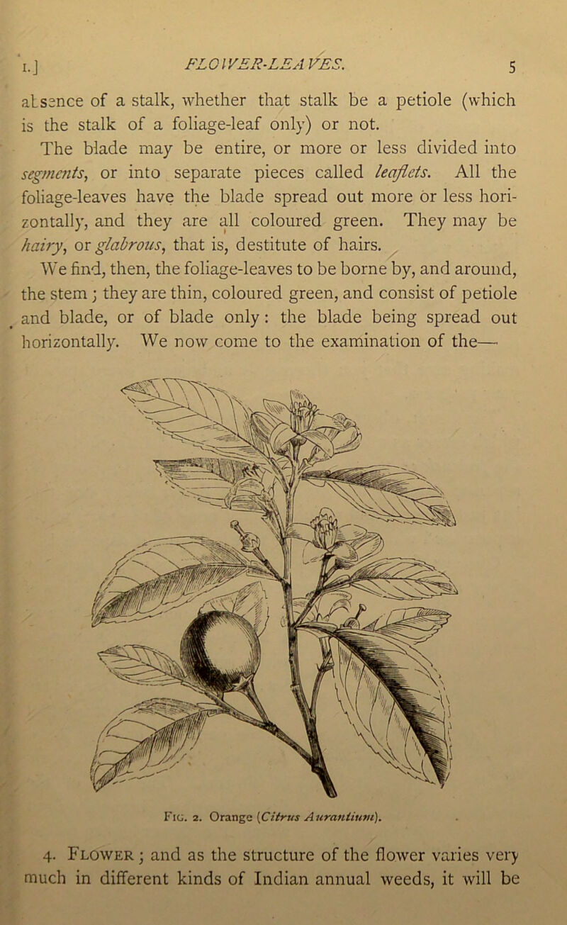 atssnce of a stalk, whether that stalk be a petiole (which is the stalk of a foliage-leaf only) or not. The blade may be entire, or more or less divided into segments, or into separate pieces called leaflets. All the foliage-leaves have the blade spread out more dr less hori- zontally, and they are all coloured green. They may be hairy, ox glabrous, that is, destitute of hairs. We find, then, the foliage-leaves to be borne by, and around, the stem; they are thin, coloured green, and consist of petiole and blade, or of blade only: the blade being spread out horizontally. We now come to the examination of the—■ Fic. 2. Orsmsc [Ciirus A uranium). 4. Flower ; and as the structure of the flower varies very much in different kinds of Indian annual weeds, it will be