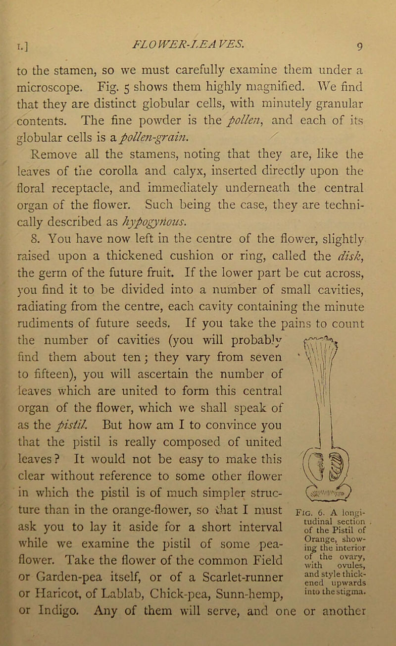 to the stamen, so we must carefully examine them under a microscope. Fig. 5 shows them highly magnified. We find that they are distinct globular cells, with minutely granular contents. The fine powder is the pollen^ and each of its globular cells is a pollen-gi'ain. A Remove all the stamens, noting that they are, like the leaves of the corolla and calyx, inserted directly upon the floral receptacle, and immediately underneath the central organ of the flower. Such being the case, they are techni- cally described as hypogyrious. 8. You have now left in the centre of the flower, slightly raised upon a thickened cushion or ring, called the disk, the germ of the future fruit. If the lower part be cut across, you find it to be divided into a number of small cavities, radiating from the centre, each cavity containing the minute rudiments of future seeds. If you take the pains to count the number of cavities (you will probably find them about ten; they vary from seven to fifteen), you will ascertain the number of leaves which are united to form this central organ of the flower, which we shall speak of as the pisiil. But how am I to convince you that the pistil is really composed of united leaves ? It would not be easy to make this clear without reference to some other flower ' in which the pistil is of much simpler struc- ture than in the orange-flower, so that I must ask you to lay it aside for a short interval while we examine the pistil of some pea- flower. Take the flower of the common Field or Garden-pea itself, or of a Scarlet-runner or Haricot, of Lablab, Chick-pea, Sunn-hemp, or Indigo. Any of them will serve, and one or another Fig. 6. A longi- tudinal section of the Pistil of Orange, show- ing the interior of the ovary, with ovules, and style thick- ened upwards into the stigma.