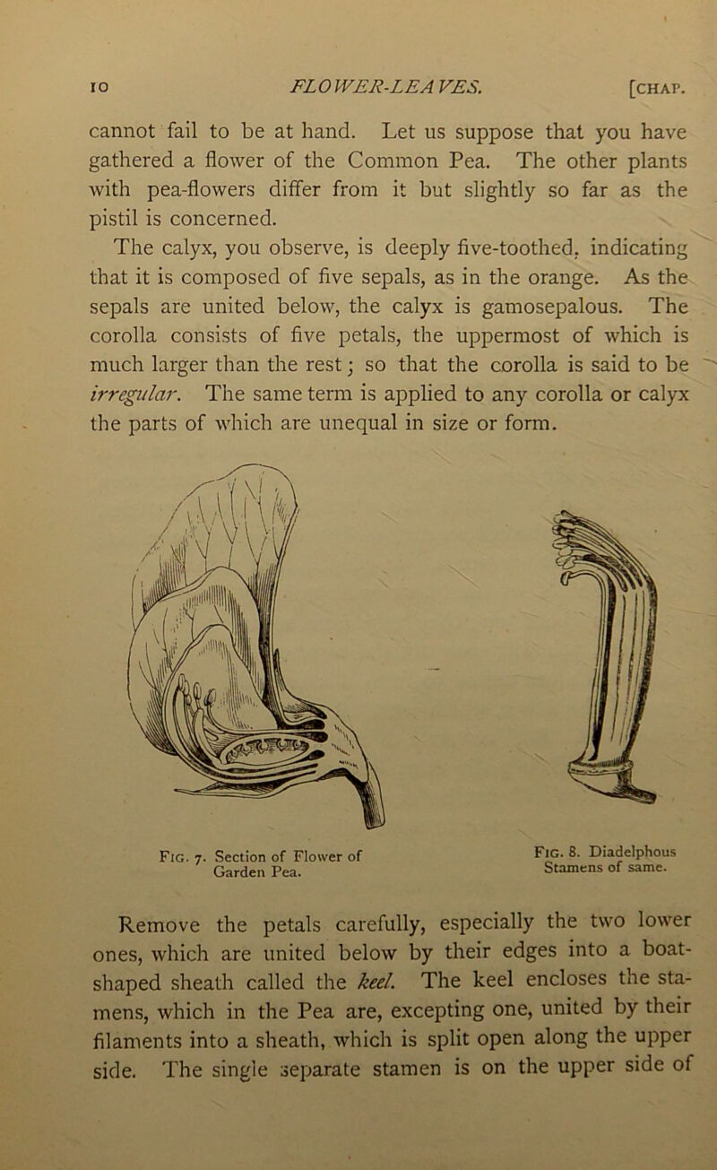 cannot fail to be at hand. Let us suppose that you have gathered a flower of the Common Pea. The other plants with pea-flowers differ from it but slightly so far as the pistil is concerned. The calyx, you observe, is deeply five-toothed, indicating that it is composed of five sepals, as in the orange. As the sepals are united below, the calyx is gamosepalous. The corolla consists of five petals, the uppermost of which is much larger than the rest; so that the corolla is said to be irregular. The same term is applied to any corolla or calyx the parts of which are unequal in size or form. Fig. 7. Section of Flower of f Jp- Diadelphous Garden Pea. Stamens of same. Remove the petals carefully, especially the two lower ones, which are united below by their edges into a boat- shaped sheath called the keel. The keel encloses the sta- mens, which in the Pea are, excepting one, united by their filaments into a sheath, which is split open along the upper side. The single separate stamen is on the upper side of