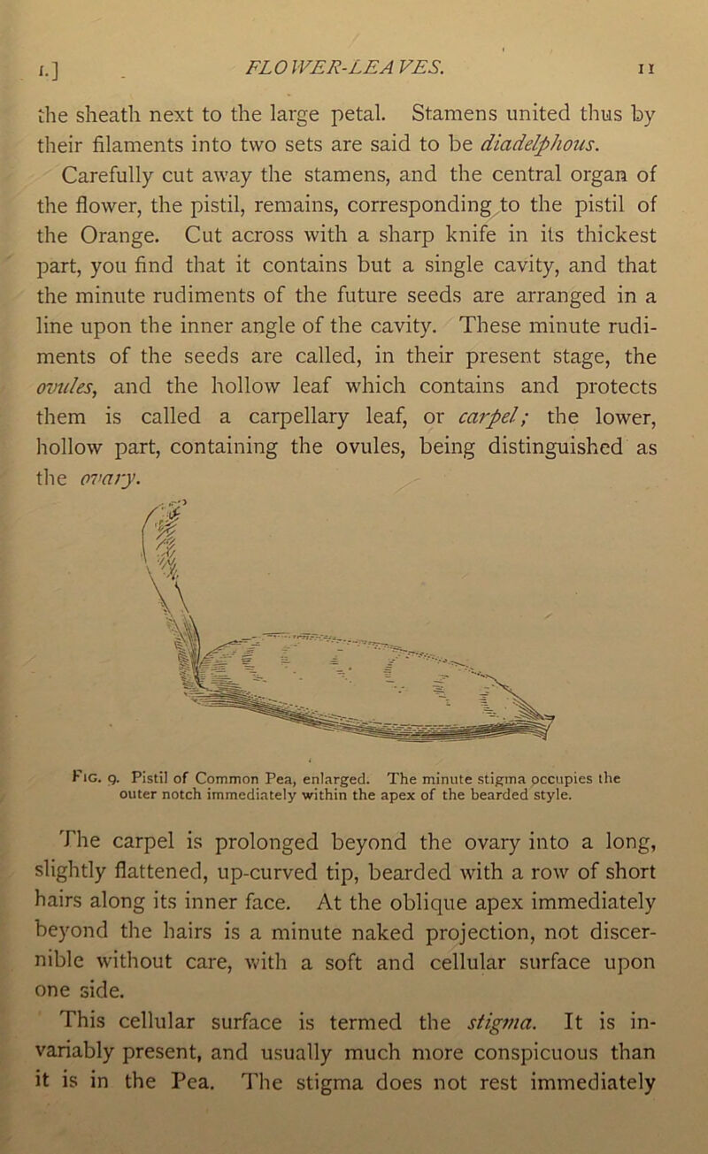 the sheath next to the large petal. Stamens united thus by their filaments into two sets are said to be diadelphous. Carefully cut away the stamens, and the central organ of the flower, the pistil, remains, corresponding^to the pistil of the Orange. Cut across with a sharp knife in its thickest part, you find that it contains but a single cavity, and that the minute rudiments of the future seeds are arranged in a line upon the inner angle of the cavity. These minute rudi- ments of the seeds are called, in their present stage, the / ovules, and the hollow leaf which contains and protects them is called a carpellary leaf, or carpel; the lower, hollow part, containing the ovules, being distinguished as The carpel is prolonged beyond the ovary into a long, slightly flattened, up-curved tip, bearded with a row of short hairs along its inner face. At the oblique apex immediately beyond the hairs is a minute naked projection, not discer- nible without care, Vt'ith a soft and cellular surface upon one side. This cellular surface is termed the stigma. It is in- variably present, and usually much more conspicuous than it is in the Pea. The stigma does not rest immediately Fig. q. Pistil of Common Pea, enlarged. The minute stigma occupies the outer notch immediately within the apex of the bearded style.