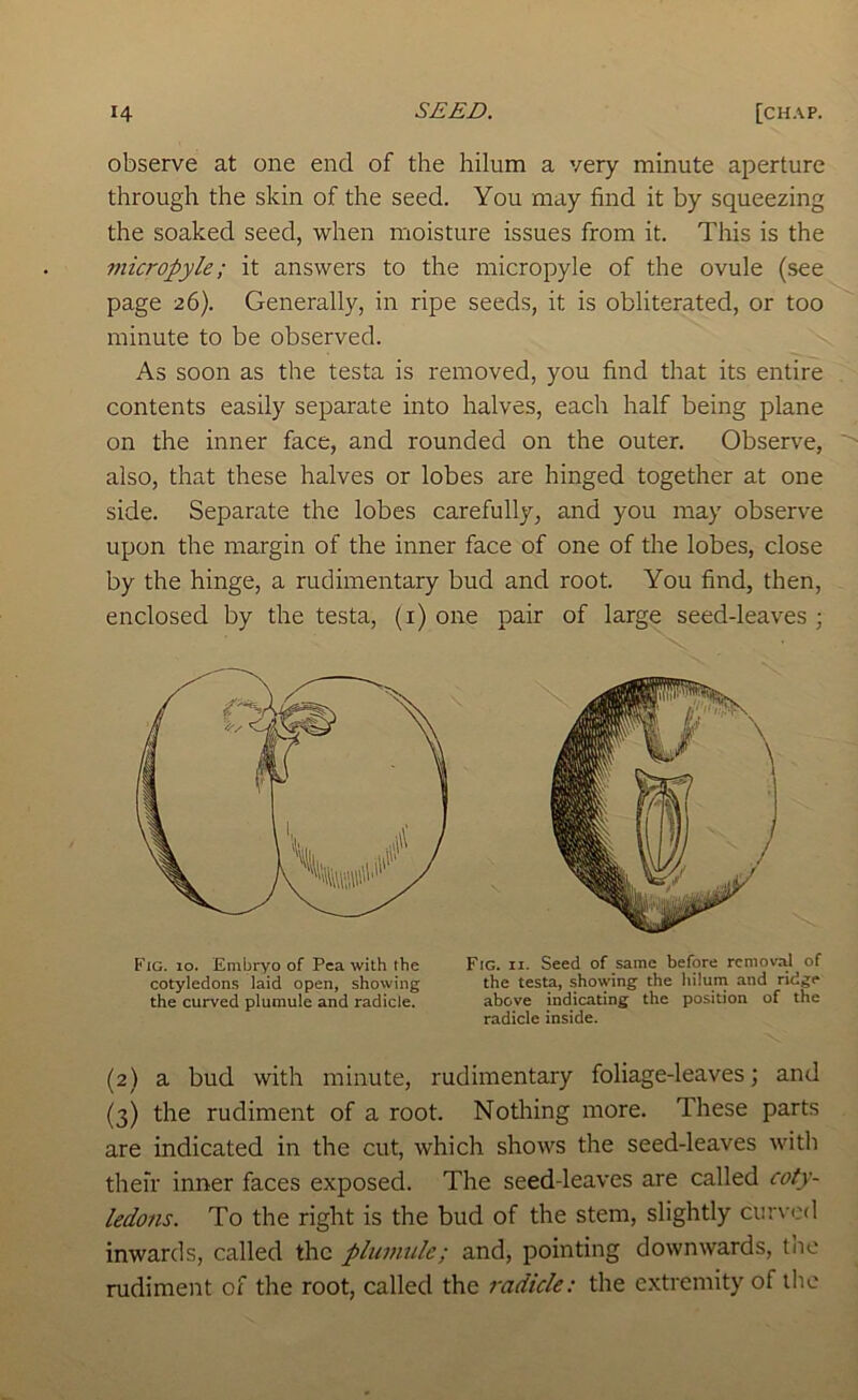 observe at one end of the hilum a very minute aperture through the skin of the seed. You may find it by squeezing the soaked seed, when moisture issues from it. This is the micropyle; it answers to the micropyle of the ovule (see page 26). Generally, in ripe seeds, it is obliterated, or too minute to be observed. As soon as the testa is removed, you find that its entire contents easily separate into halves, each half being plane on the inner face, and rounded on the outer. Observe, also, that these halves or lobes are hinged together at one side. Separate the lobes carefully, and you may observe upon the margin of the inner face of one of the lobes, close by the hinge, a rudimentary bud and root. You find, then, enclosed by the testa, (i) one pair of large seed-leaves ; (2) a bud with minute, rudimentary foliage-leaves; and (3) the rudiment of a root. Notliing more. These parts are indicated in the cut, which shows the seed-leaves with their inner faces exposed. The seed-leaves are called coty- ledons. To the right is the bud of the stem, slightly cur\'od inwards, called the plumule; and, pointing downwards, the rudiment of the root, called the radicle: the extremity of the Fig. 10. Embryo of Pea with the cotyledons laid open, showing the curved plumule and radicle. Fig. II. Seed of same before removal of the testa, showing the hiluni and ridge above indicating the position of the radicle inside.