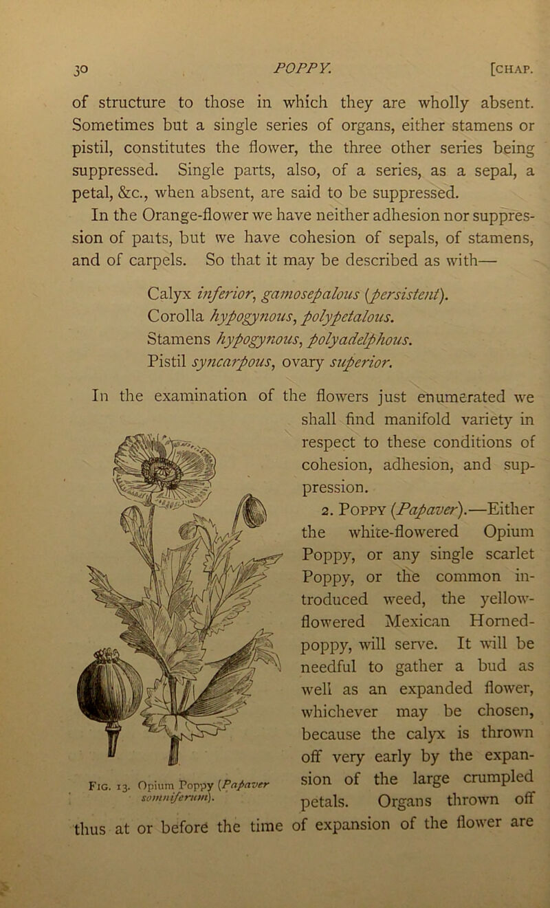 of structure to those in which they are wholly absent. Sometimes but a single series of organs, either stamens or pistil, constitutes the flower, the three other series being suppressed. Single parts, also, of a series, as a sepal, a petal, &c., when absent, are said to be suppressed. In the Orange-flower we have neither adhesion nor suppres- sion of paits, but we have cohesion of sepals, of stamens, and of carpels. So that it may be described as with— Calyx inferior., ganiosepaloiis {persistent). Corolla hypogynous, polypetalous. Stamens hypogynous, polyadelphous. Pistil syncarpous, ovary superior. In the exa:nination of the flowers just enumerated we shall find manifold variety in respect to these conditions of cohesion, adhesion, and sup- pression. 2. Poppy {Papaver).—Either the white-flowered Opium Poppy, or any single scarlet Poppy, or the common in- troduced weed, the yellow- flowered Mexican Horned- poppy, will serve. It will be needful to gather a bud as well as an expanded flower, whichever may be chosen, because the calyx is thrown off very early by the expan- sion of the large crumpled petals. Organs thrown off thus at or before the time of expansion of the flower are Fig. 13. Opium Poppy [Papaver somnifemvi).