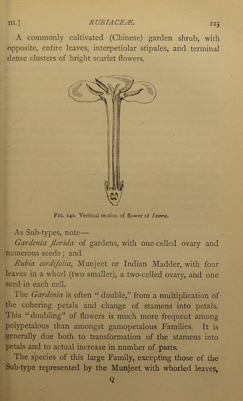 A commonly cultivated (Chinese) garden shrub, with opposite, entire leaves, interpetiolar stipules, and tenuinal dense clusters of bright scarlet flowers. Fig. 140. Vertical sectioii of flower of Txora. As Sub-types, note— Gardenia florida of gardens, with one-celled ovary and numerous seeds; and Rubia cordifolia, Munjeet or Indian Madder, with four leaves in a whorl (two smaller), a two-celled ovary, and one seed in each cell. The Gardenia is often “ double,” from a multiplication of' the cohering petals and change of stamens into petals. This “doubling” of flowers is much more frequent among polypetalous than amongst gamopetalous Families. It is generally due both to transformation of the stamens into petals and to actual increase in number of parts. The species of this large Family, excepting those of the Sub-type represented by the Munjeet with whorled leaves, Q