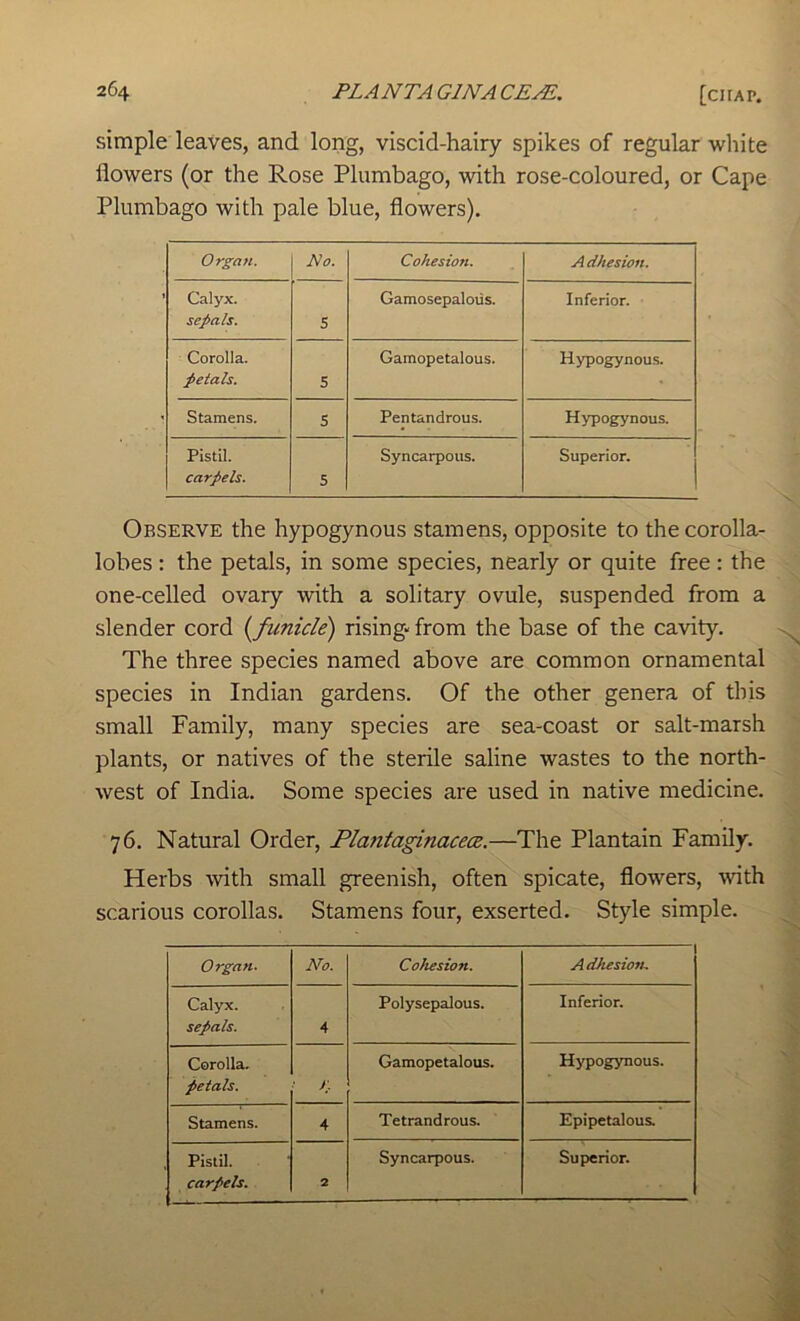 simple leaves, and long, viscid-hairy spikes of regular white flowers (or the Rose Plumbago, with rose-coloured, or Cape Plumbago with pale blue, flowers). Organ. No. Cohesion. A dhesion. Calyx. sepals. 5 Gamosepalous. Inferior. Corolla. petals. 5 Gamopetalous. Hypogynous. Stamens. 5 Pentandrous. Hypogynous. Pistil. carpels. 5 Syncarpous. Superior. Observe the hypogynous stamens, opposite to the corolla- lobes : the petals, in some species, nearly or quite free: the one-celled ovary with a solitary ovule, suspended from a slender cord {funicle) rising- from the base of the cavity. The three species named above are common ornamental species in Indian gardens. Of the other genera of this small Family, many species are sea-coast or salt-marsh plants, or natives of the sterile saline wastes to the north- west of India. Some species are used in native medicine. 76. Natural Order, Plantaginacece.—The Plantain Family. Herbs with small greenish, often spicate, flowers, ■with scarious corollas. Stamens four, exserted. Style simple. Organ. No. Cohesion. A dhesion^ Calyx. sepals. 4 Polysepalous. Inferior. Corolla. petals. ■ K- Gamopetalous. Hypogynous. Stamens. 4 Tetrandrous. Epipetalous. Pistil. carpels. 2 Syncarpous. Superior.