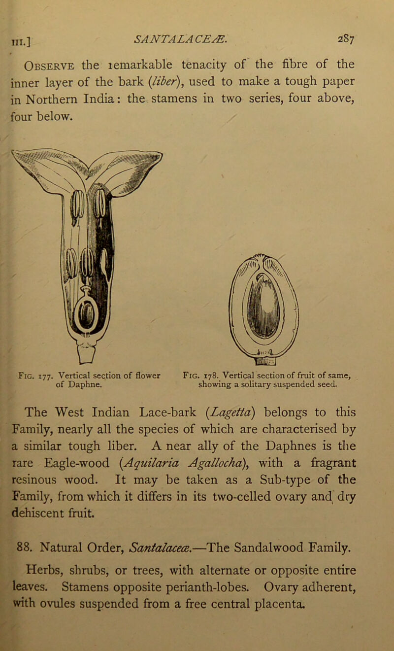 Observe the leraarkable tenacity of the fibre of the inner layer of the bark {liber), used to make a tough paper in Northern India: the stamens in two series, four above, four below. The West Indian Lace-bark {Lagetta) belongs to this Family, nearly all the species of which are characterised by a similar tough liber. A near ally of the Daphnes is the rare Eagle-wood {Aquilaria Agallocha), with a fragrant resinous wood. It may be taken as a Sub-type of the Family, from which it differs in its two-celled ovary and dry dehiscent fruit. 88. Natural Order, Santalacece.—The Sandalwood Family. Herbs, shrubs, or trees, with alternate or opposite entire leaves. Stamens opposite perianth-lobes. Ovary adherent, with ovules suspended from a free central placenta. Fig. 177. Vertical section of flower of Daphne. Fig. 178. Vertical section of fruit of same, showing a solitary suspended seed.