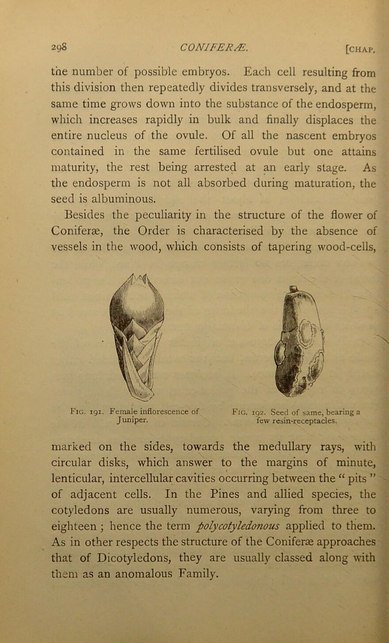 the number of possible embryos. Each cell resulting from this division then repeatedly divides transversely, and at the same time grows down into the substance of the endosperm, which increases rapidly in bulk and finally displaces the entire nucleus of the ovule. Of all the nascent embryos contained in the same fertilised ovule but one attains maturity, the rest being arrested at an early stage. As the endosperm is not all absorbed during maturation, the seed is albuminous. Besides the peculiarity in the structure of the flower of Coniferse, the Order is characterised by the absence of vessels in the wood, which consists of tapering wood-cells. Fig. 191. Female inflorescence of Fig. 192. Seed of same, bearing a Juniper. few resin-receptacles. marked on the sides, towards the medullary rays, with circular disks, which answer to the margins of minute, lenticular, intercellular cavities occurring between the “ pits ” of adjacent cells. In the Pines and allied species, the cotyledons are usually numerous, varying from three to eighteen; hence the term polycotyledo7ious applied to them. As in other respects the structure of the Coniferze approaches that of Dicotyledons, they are usually classed along with them as an anomalous Family.