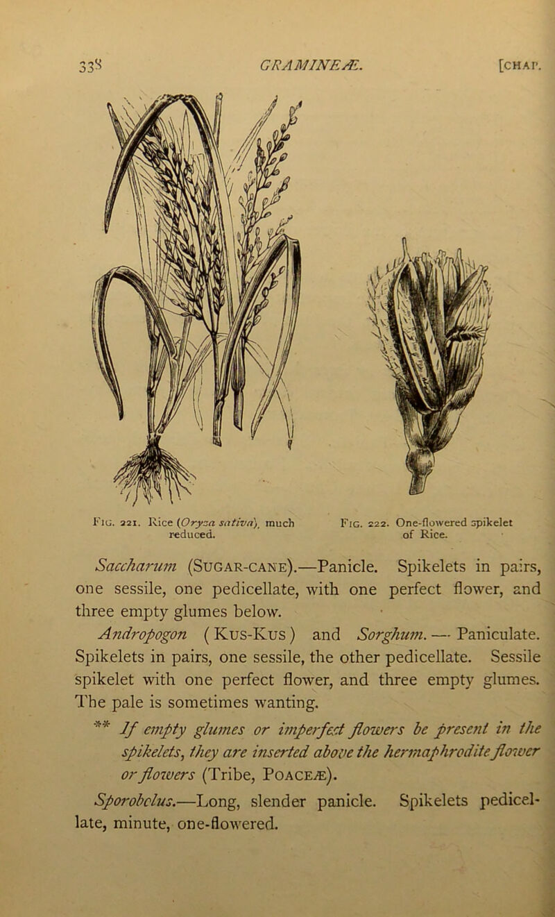 Fig. 221. Rice (Oryza sativa)^ much reduced. Fig. 222. One-flowered spikelet of Rice. Saccharum (Sugar-cane).—Panicle. Spikelets in pairs, one sessile, one pedicellate, with one perfect flower, and three empty glumes below. Andropogon ( Kus-Kus) and Sorghum. — Paniculate. Spikelets in pairs, one sessile, the other pedicellate. Sessile spikelet with one perfect flower, and three empty glumes. The pale is sometimes wanting. If empty glumes or imperfect flowa's be present in the spikelets, they are inserted above the hermaphrodite flower orflozvers (Tribe, Poace^e). Spoi'obclus.—Long, slender panicle. Spikelets pedicel- late, minute, one-flowered.