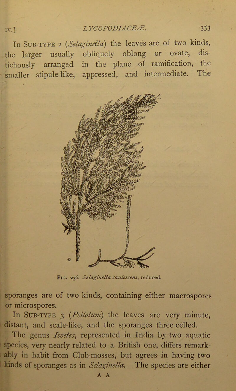 In Sub-type 2 {Selagindld) the leaves are of two kinds, the larger usually obliquely oblong or ovate, dis- tichously arranged in the plane of ramification, the smaller stipule-like, appressed, and intermediate. The Fig. 236. Selagmelia cauUscens, reduced. sporanges are of two kinds, containing either macrospores or microspores. In Sub-type 3 {Psilotuni) the leaves are very minute, distant, and scale-like, and the sporanges three-celled. The genus Isoetes, represented in India by two aquatic species, very nearly related to a British one, differs remark- ably in habit from Club-mosses, but agrees in having two kinds of sporanges as in Selaginella. The species are either A A