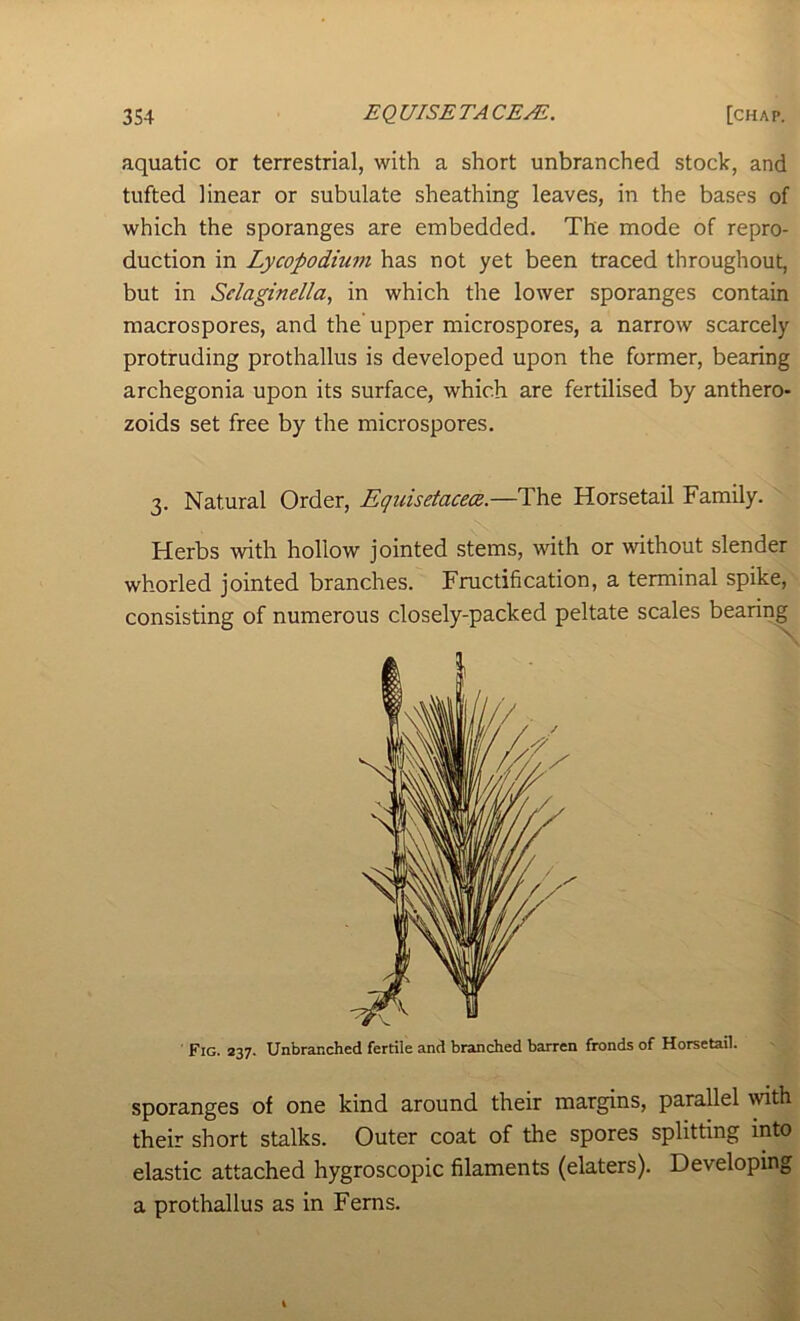 aquatic or terrestrial, with a short unbranched stock, and tufted linear or subulate sheathing leaves, in the bases of which the sporanges are embedded. The mode of repro- duction in Lycopodium has not yet been traced throughout, but in Selaginella, in which the lower sporanges contain macrospores, and the upper microspores, a narrow scarcely protruding prothallus is developed upon the former, bearing archegonia upon its surface, which are fertilised by anthero- zoids set free by the microspores. 3. Natural Order, Equisetacece—Th.Q Horsetail Family. Herbs with hollow jointed stems, with or without slender whorled jointed branches. Fructification, a terminal spike,' consisting of numerous closely-packed peltate scales bearing Fig. 337. Unbranched fertile and branched barren fronds of Horsetail. sporanges of one kind around their margins, parallel with their short stalks. Outer coat of the spores splitting into elastic attached hygroscopic filaments (elaters). Developing a prothallus as in Ferns.