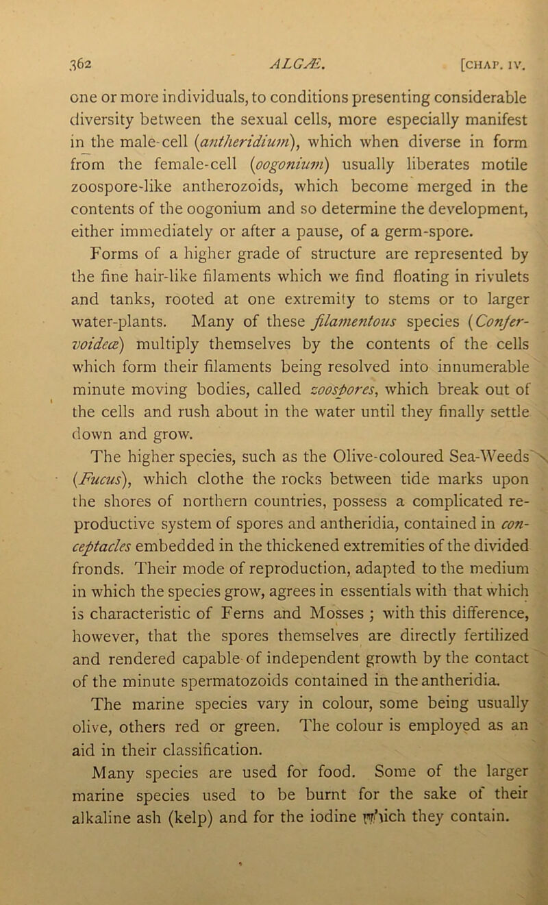 one or more individuals, to conditions presenting considerable diversity between the sexual cells, more especially manifest in the male-cell {antheridium), which when diverse in form from the female-cell {oogonium) usually liberates motile zoospore-like antherozoids, which become merged in the contents of the oogonium and so determine the development, either immediately or after a pause, of a germ-spore. Forms of a higher grade of structure are represented by the fine hair-like filaments which we find floating in rivulets and tanks, rooted at one extremity to stems or to larger water-plants. Many of these filamentous species {Conjer- voidece) multiply themselves by the contents of the cells which form their filaments being resolved into innumerable minute moving bodies, called zoospores, which break out of the cells and rush about in the water until they finally settle down and grow. The higher species, such as the Olive-coloured Sea-Weeds {Fucus), which clothe the rocks between tide marks upon the shores of northern countries, possess a complicated re- productive system of spores and antheridia, contained in con- ceptacles embedded in the thickened extremities of the divided fronds. Their mode of reproduction, adapted to the medium in which the species grow, agrees in essentials with that which is characteristic of Ferns and Mosses ; with this difference, however, that the spores themselves are directly fertilized and rendered capable of independent growth by the contact of the minute spermatozoids contained in the antheridia. The marine species vary in colour, some being usually olive, others red or green. The colour is employed as an aid in their classification. Many species are used for food. Some of the larger marine species used to be burnt for the sake of their alkaline ash (kelp) and for the iodine fff’fich they contain.