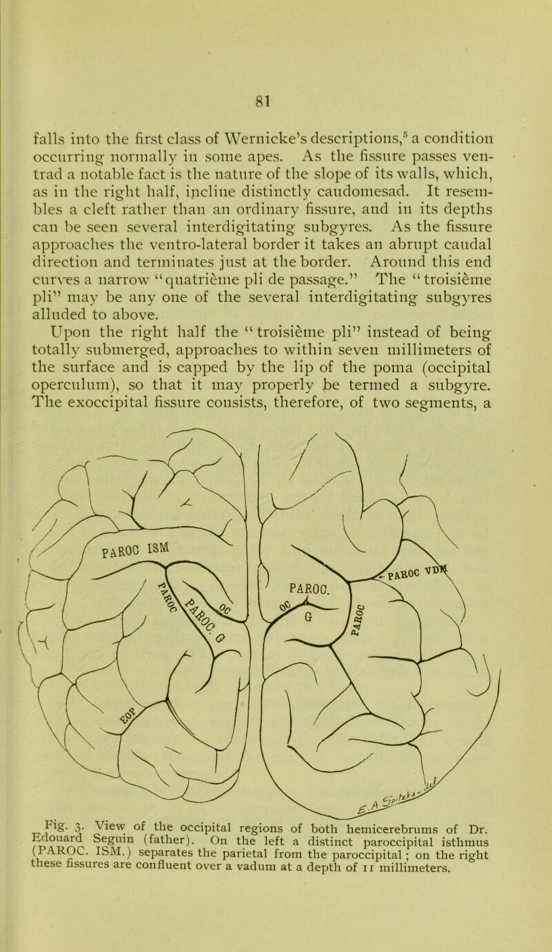 falls into the first class of Wernicke’s descriptions,5 a condition occurring normally in some apes. As the fissure passes ven- trad a notable fact is the nature of the slope of its walls, which, as in the right half, incline distinctly caudomesad. It resem- bles a cleft rather than an ordinary fissure, and in its depths can be seen several interdigitating subgyres. As the fissure approaches the ventro-lateral border it takes an abrupt caudal direction and terminates jnst at the border. Around this end curves a narrow “quatrieme pli de passage.” The u troisieme pli” may be any one of the several interdigitating subgyres alluded to above. Upon the right half the “ troisieme pli” instead of being totally submerged, approaches to within seven millimeters of the surface and is- capped by the lip of the poma (occipital operculum), so that it may properly be termed a subgyre. The exoccipital fissure consists, therefore, of two segments, a