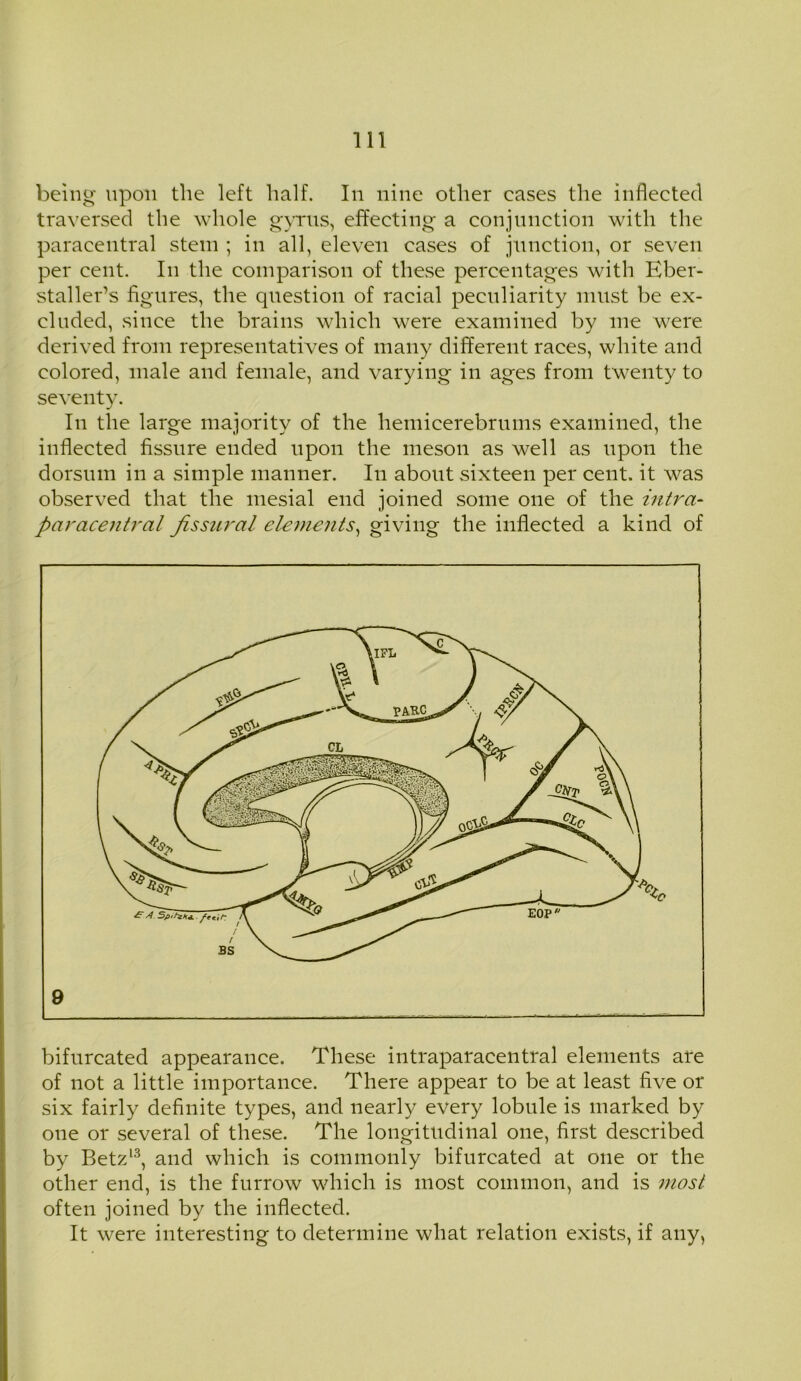 being* upon the left half. In nine other eases the inflected traversed the whole gyrus, effecting a conjunction with the paracentral stem ; in all, eleven cases of junction, or seven per cent. In the comparison of these percentages with Eber- staller’s figures, the question of racial peculiarity must be ex- cluded, since the brains which were examined by me were derived from representatives of many different races, white and colored, male and female, and varying in ages from twenty to seventy. In the large majority of the hemicerebrums examined, the inflected fissure ended upon the meson as well as upon the dorsum in a simple manner. In about sixteen per cent, it was observed that the mesial end joined some one of the intra- paracentral fissural elements, giving the inflected a kind of bifurcated appearance. These intraparacentral elements are of not a little importance. There appear to be at least five or six fairly definite types, and nearly every lobule is marked by one or several of these. The longitudinal one, first described by Betz13, and which is commonly bifurcated at one or the other end, is the furrow which is most common, and is most often joined by the inflected. It were interesting to determine what relation exists, if any,