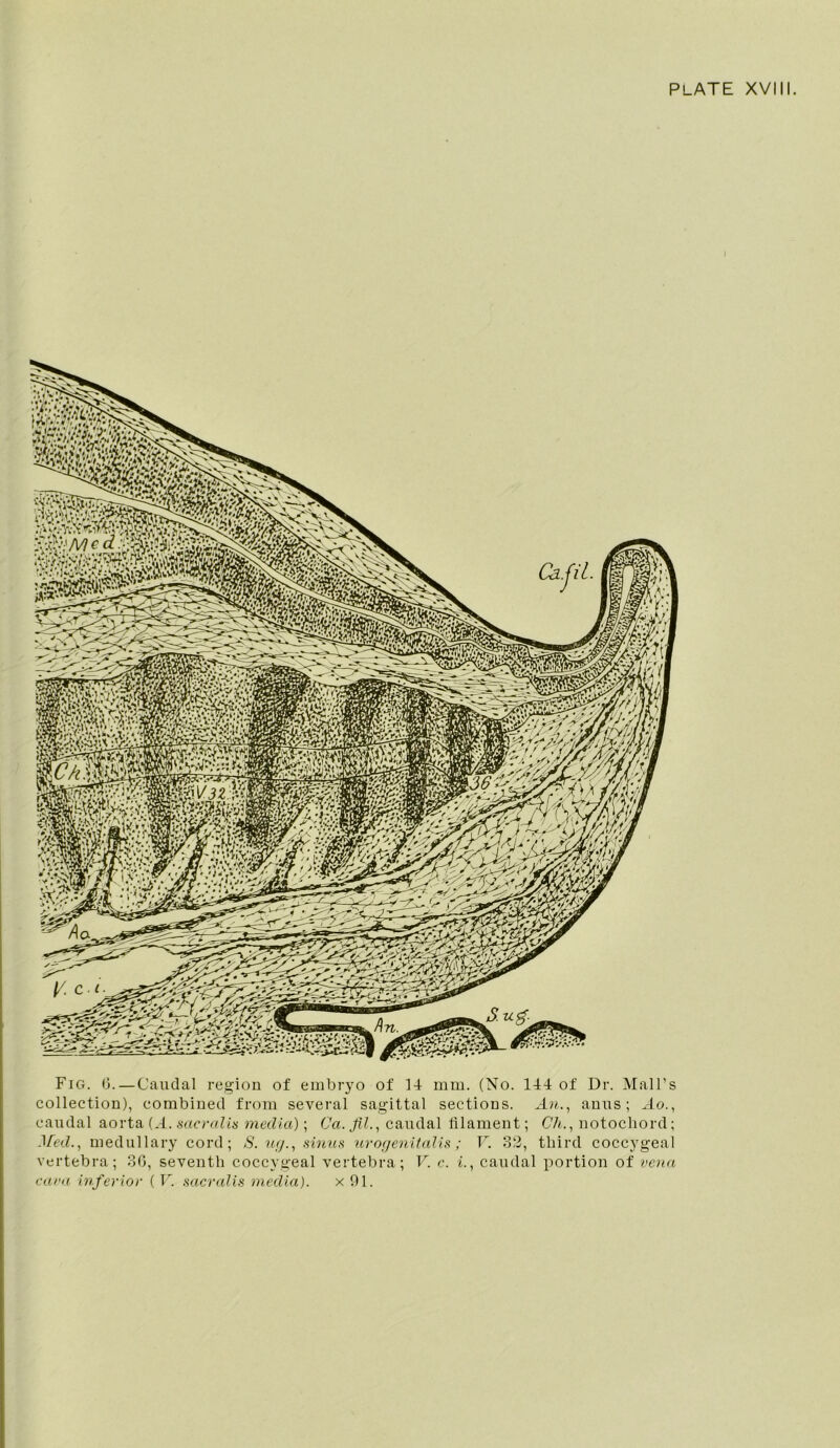 PLATE XVIII. Fig. (5. — Caudal region of embryo of 14 mm. (No. 144 of Dr. Mall's collection), combined from several sagittal sections. An., anus; Ao., caudal aorta (.4. sacral is media); Ca. fil., caudal filament; Cli., notochord; Mei l., medullary cord; S. ug., sinus urogenitalis ; V. 82, third coccygeal vertebra; 3G, seventh coccygeal vertebra; V. c. i., caudal portion of vena cava inferior ( V. sacralis media). x 91.