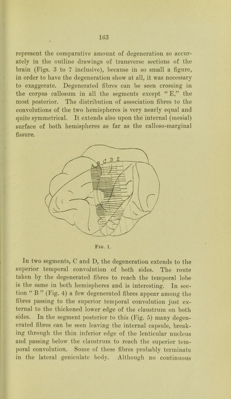 represent the comparative amount of degeneration so accur- ately in the outline drawings of transverse sections of the brain (Figs. 3 to 7 inclusive), because in so small a figure, in order to have the degeneration show at all, it was necessary to exaggerate. Degenerated fibres can be seen crossing in the corpus callosum in all the segments except “ E,” the most posterior. The distribution of association fibres to the convolutions of the two hemispheres is very nearly equal and quite symmetrical. It extends also upon the internal (mesial) surface of both hemispheres as far as the calloso-marginal fissure. In two segments, C and D, the degeneration extends to the superior temporal convolution of both sides. The route taken by the degenerated fibres to reach the temporal lobe is the same in both hemispheres and is interesting. In sec- tion “ B ” (Fig. 4) a few degenerated fibres appear among the fibres passing to the superior temporal convolution just ex- ternal to the thickened lower edge of the claustrum on both sides. In the segment posterior to this (Fig. 5) many degen- erated fibres can be seen leaving the internal capsule, break- ing through the thin inferior edge of the lenticular nucleus and passing below the claustrum to reach the superior tem- poral convolution. Some of these fibres probably terminate in the lateral geniculate body. Although no continuous