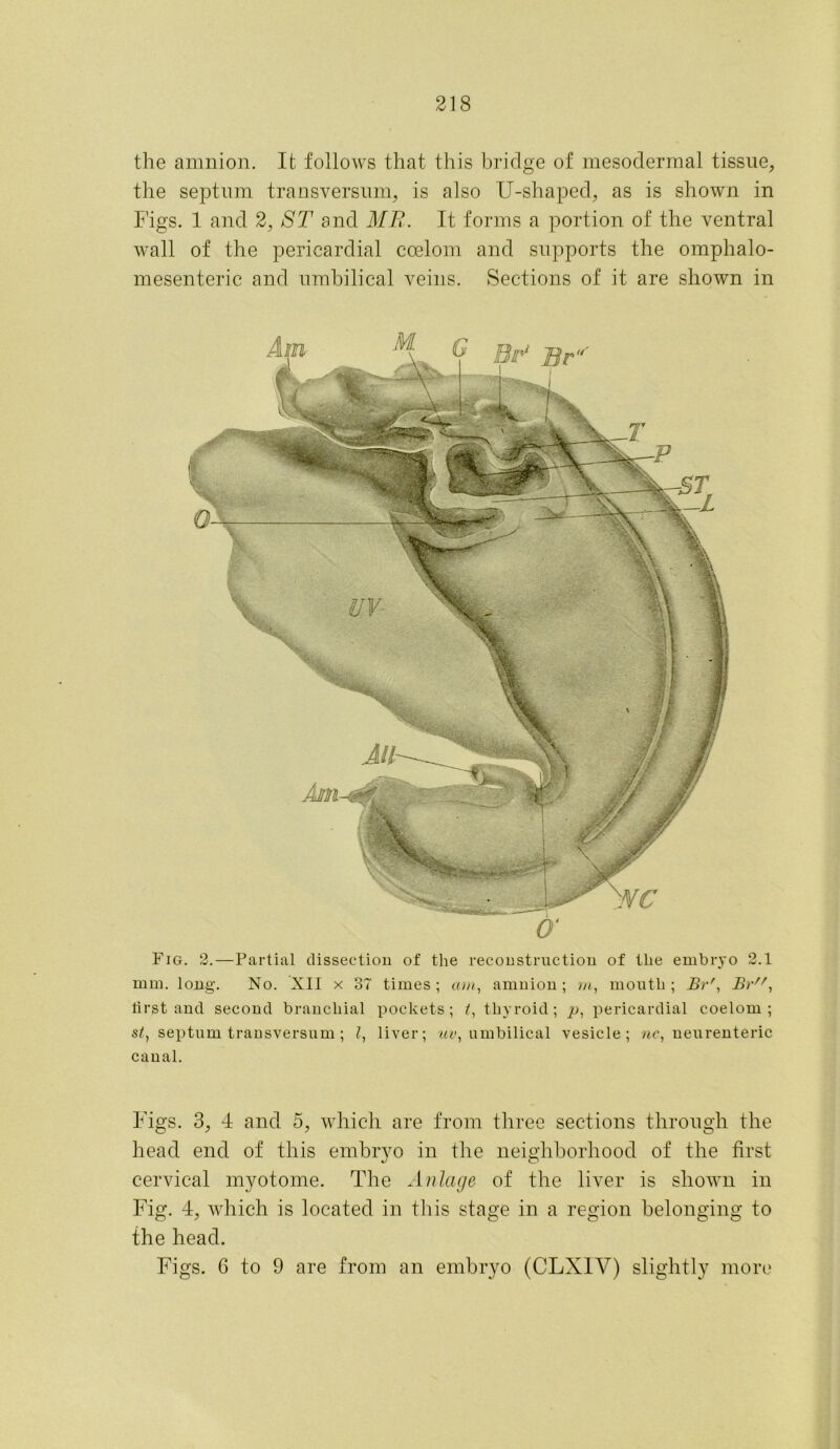 the amnion. It follows that this bridge of mesodermal tissue, the septum transversum, is also U-shaped, as is shown in Figs. 1 and 2, ST and MR. It forms a portion of the ventral wall of the pericardial coelom and supports the omphalo- mesenteric and umbilical veins. Sections of it are shown in Fig. 2.—Partial dissection of the reconstruction of tlie embryo 2.1 mm. long. No. XII x 37 times; am, amnion; m, month; Br', Br, first and second branchial pockets; t, thyroid; p, pericardial coelom; s£, septum transversum ; l, liver; uv} umbilical vesicle; we, neurenteric canal. Figs. 3, 4 and 5, which are from three sections through the head end of this embryo in the neighborhood of the first cervical myotome. The Anlage of the liver is shown in Fig. 4, which is located in this stage in a region belonging to the head. Figs. 6 to 9 are from an embryo (CLX1Y) slightly more