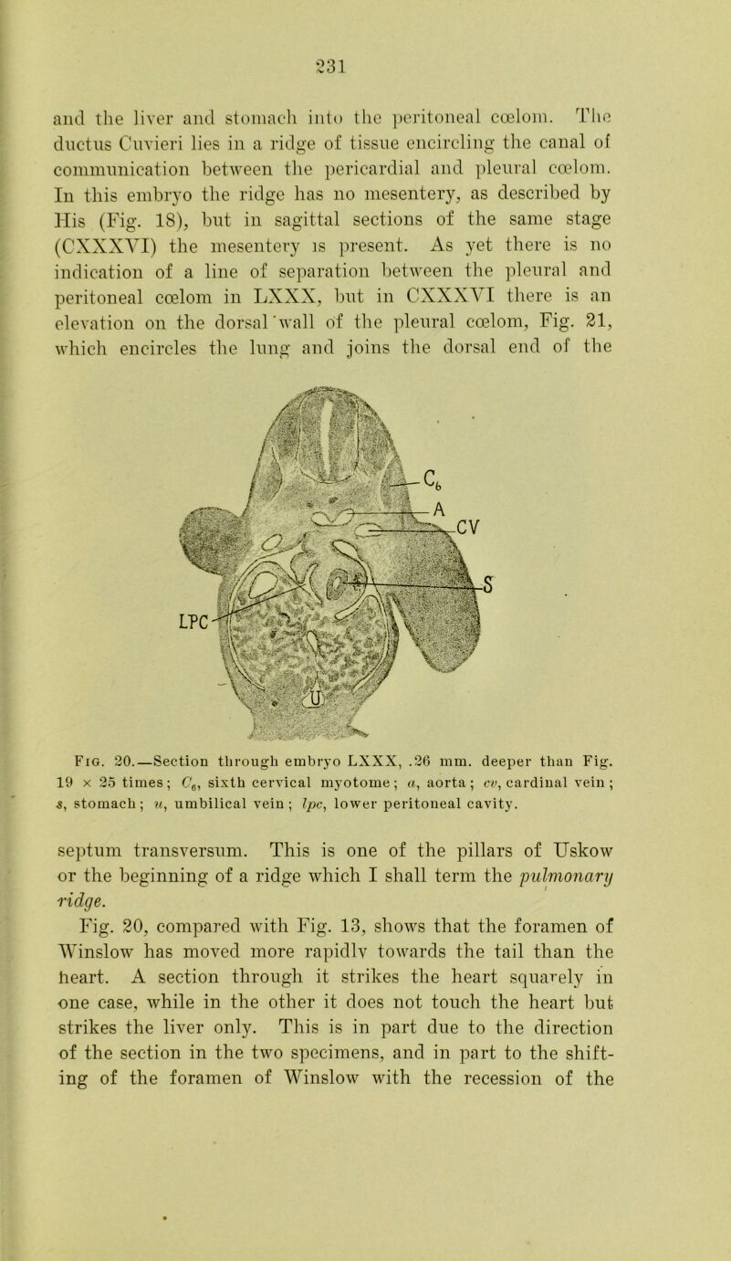 and the liver and stomach into the peritoneal coelom. The dnctns Cnvieri lies in a ridge of tissue encircling the canal of communication between the pericardial and pleural coelom. In this embryo the ridge has no mesentery, as described by His (Fig. 18), but in sagittal sections of the same stage (CXXXVI) the mesentery is present. As yet there is no indication of a line of separation between the pleural and peritoneal coelom in LXXX, but in OXXXYI there is an elevation on the dorsal'wall of the pleural coelom, Fig. 21, which encircles the lung and joins the dorsal end of the Fig. 20.—Section through embryo LXXX, .26 mm. deeper than Fig. 19 x 25 times; (76, sixth cervical myotome; a, aorta; cv, cardinal vein; 5, stomach; ?«, umbilical vein ; Ipc, lower peritoneal cavity. septum transversum. This is one of the pillars of Uskow or the beginning of a ridge which I shall term the pulmonary ridge. Fig. 20, compared with Fig. 13, shows that the foramen of Winslow has moved more rapidlv towards the tail than the heart. A section through it strikes the heart squarely in one case, while in the other it does not touch the heart but strikes the liver only. This is in part due to the direction of the section in the two specimens, and in part to the shift- ing of the foramen of Winslow with the recession of the