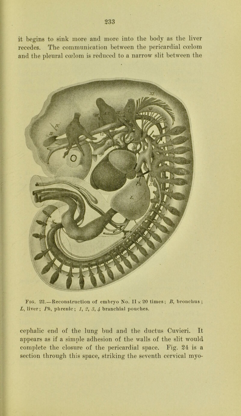 it begins to sink more and more into the body as the liver recedes. The communication between the pericardial coelom and the pleural coelom is reduced to a narrow slit between the Fig. 22. — Reconstruction of embryo No. 11x20 times; P, bronchus; L, liver; Ph, phrenic; 1, 3, 3,4 branchial pouches. cephalic end of the lung bud and the ductus Cuvieri. It appears as if a simple adhesion of the walls of the slit would complete the closure of the pericardial space. Fig. 24 is a section through this space, striking the seventh cervical myo-