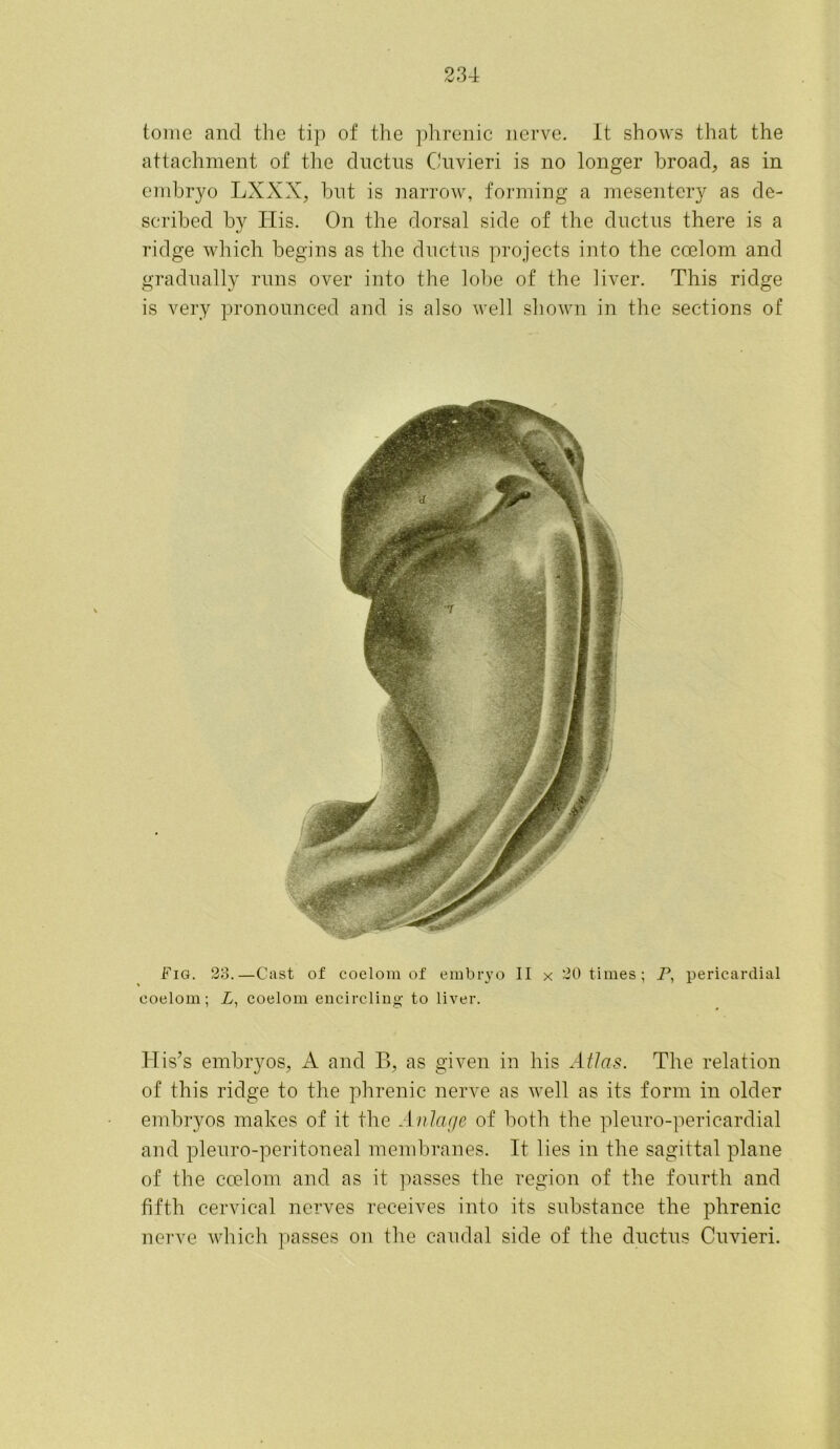 tome and the tip of the phrenic nerve. It shows that the attachment of the ductus Cuvieri is no longer broad, as in embryo LXXX, but is narrow, forming a mesentery as de- scribed by His. On the dorsal side of the ductus there is a ridge which begins as the ductus projects into the coelom and gradually runs over into the lobe of the liver. This ridge is very pronounced and is also well shown in the sections of Fig. 23.—Cast of coelom of embryo II x 20 times; P, pericardial coelom; L, coelom encircling to liver. His’s embryos, A and B, as given in his Atlas. The relation of this ridge to the phrenic nerve as well as its form in older embryos makes of it the Anlage of both the pleuro-pericardial and pleuro-peritoneal membranes. It lies in the sagittal plane of the coelom and as it passes the region of the fourth and fifth cervical nerves receives into its substance the phrenic nerve which passes on the caudal side of the ductus Cuvieri.