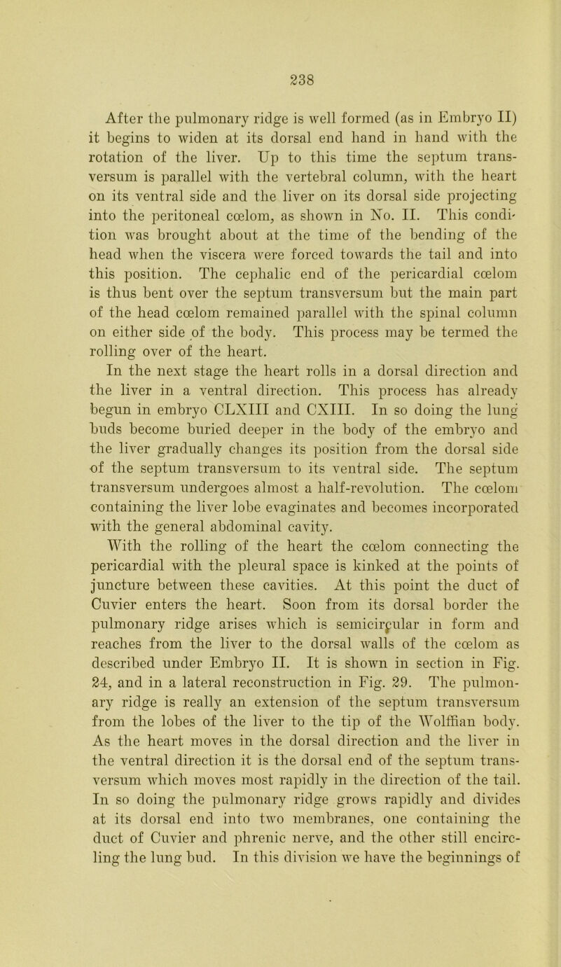 After the pulmonary ridge is well formed (as in Embryo II) it begins to widen at its dorsal end hand in hand with the rotation of the liver. Up to this time the septum trans- versum is parallel with the vertebral column, with the heart on its ventral side and the liver on its dorsal side projecting into the peritoneal coelom, as shown in No. II. This condh tion was brought about at the time of the bending of the head when the viscera were forced towards the tail and into this position. The cephalic end of the pericardial coelom is thus bent over the septum transversum but the main part of the head coelom remained parallel with the spinal column on either side of the body. This process may be termed the rolling over of the heart. In the next stage the heart rolls in a dorsal direction and the liver in a ventral direction. This process has already begun in embryo CLXIII and CXIII. In so doing the lung huds become buried deeper in the body of the embryo and the liver gradually changes its position from the dorsal side ■of the septum transversum to its ventral side. The septum transversum undergoes almost a half-revolution. The coelom containing the liver lobe evaginates and becomes incorporated with the general abdominal cavity. With the rolling of the heart the coelom connecting the pericardial with the pleural space is kinked at the points of juncture between these cavities. At this point the duct of Cuvier enters the heart. Soon from its dorsal border the pulmonary ridge arises which is semicircular in form and reaches from the liver to the dorsal walls of the coelom as described under Embryo II. It is shown in section in Fig. 24, and in a lateral reconstruction in Fig. 29. The pulmon- ary ridge is really an extension of the septum transversum from the lobes of the liver to the tip of the Wolffian body. As the heart moves in the dorsal direction and the liver in the ventral direction it is the dorsal end of the septum trans- versum which moves most rapidly in the direction of the tail. In so doing the pulmonary ridge grows rapidly and divides at its dorsal end into two membranes, one containing the duct of Cuvier and phrenic nerve, and the other still encirc- ling the lung bud. In this division we have the beginnings of O O C? O