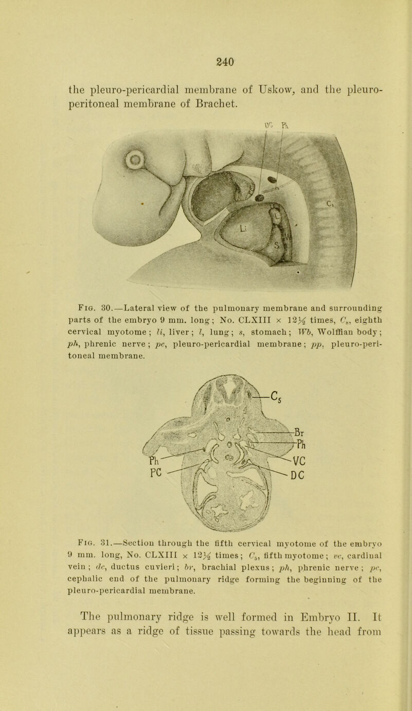 the pleuro-pericardial membrane of Uskovv, and the pleuro- peritoneal membrane of Brachet. Fig. 30.—Lateral view of the pulmonary membrane and surrounding parts of the embryo 9 mm. long; No. CLXIII x 12X times, (7e, eighth cervical myotome; liver ; l, lung; s, stomach; TF6, Wolffian body ; ph, phrenic nerve; pc, pleuro-pericardial membrane; pp. pleuro-peri- toneal membrane. Fig. 31.—Section through the fifth cervical myotome of the embryo 9 mm. long, No. CLXIII x 13^ times; C5, fifth myotome ; vc, cardinal vein; dc, ductus cuvieri; hr, brachial plexus; ph, phrenic nerve; pc, cephalic end of the pulmonary ridge forming the beginning of the pleuro-pericardial membrane. The pulmonary ridge is well formed in Embryo II. It appears as a ridge of tissue passing towards the head from