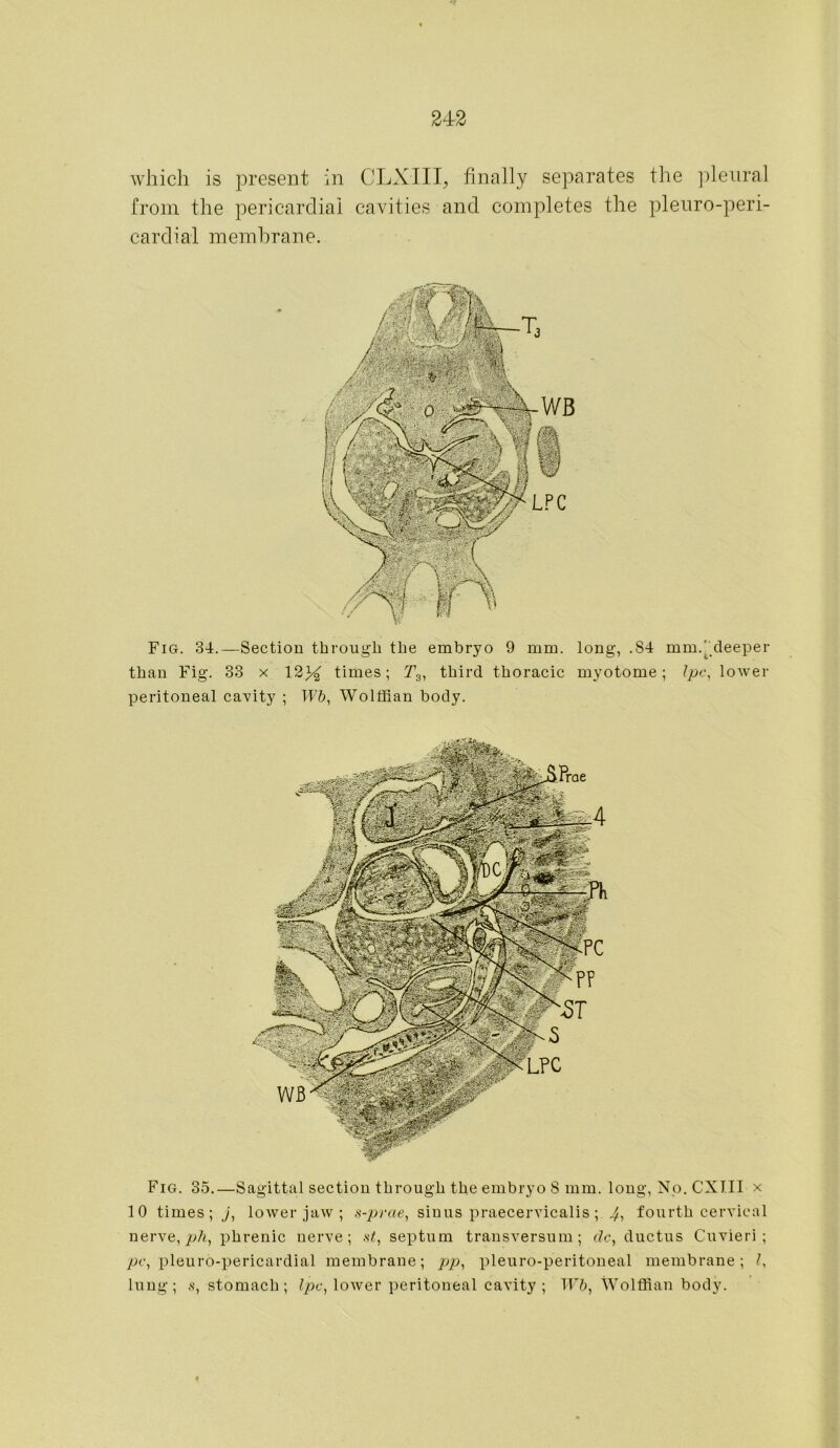 24:2 which is present in CLXIII, finally separates the pleural from the pericardial cavities and completes the pleuro-peri- cardial membrane. Fig. 34.—Section through the embryo 9 mm. long, .84 mm.' deeper than Fig. 33 x 12)4 times; T3, third thoracic myotome; Ipc, lower peritoneal cavity ; Wb, Wolffian body. Fig. 35.—Sagittal section through the embryo 8 mm. long, No. CXT.II x 10 times; j, lower jaw ; s-prae, sinus praecervicalis ; 4, fourth cervical nerve, ph, phrenic nerve; at, septum transversum; dc, ductus Cuvieri ; pc, pleuro-pericardial membrane; pp, pleuro-peritoneal membrane; K lung; s, stomach; Ipc, lower peritoneal cavity; TT7>, Wolffian body.