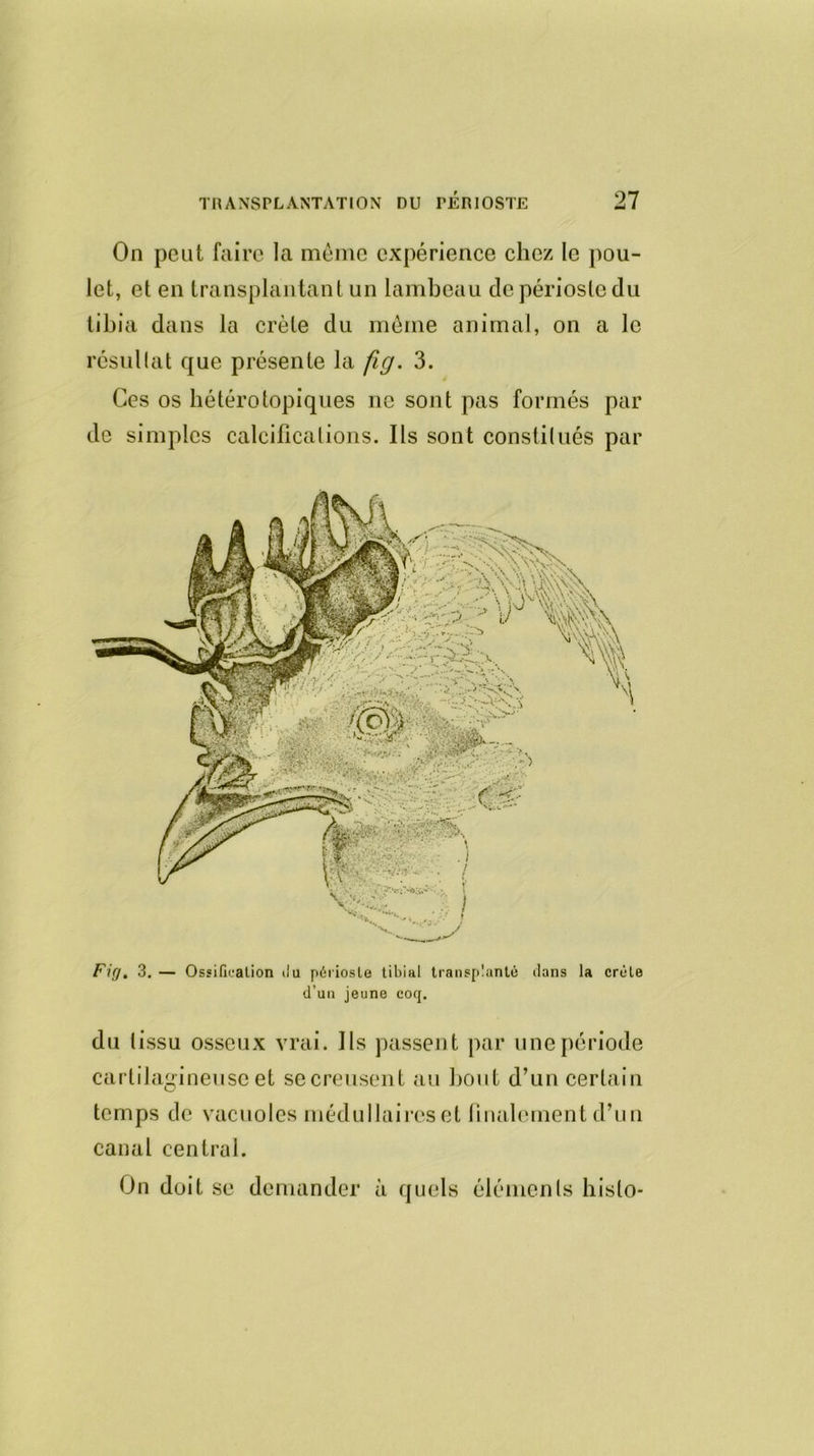 On peut faire la même expérience chez le pou- let, et en transplantant un lambeau de périoste du tibia dans la crête du même animal, on a le résultat que présente la fig. 3. Ces os hétérotopiques ne sont pas formés par de simples calcifications. Ils sont constitués par Fif/. 3. — Ossification du périoste tibial transplanté dans la crête d’un jeune coq. du tissu osseux vrai. Ils passent par une période cartilagineuse et secreusent au bout d’un certain temps de vacuoles médullaires et finalement d’un canal central. On doit se demander à quels éléments hislo-