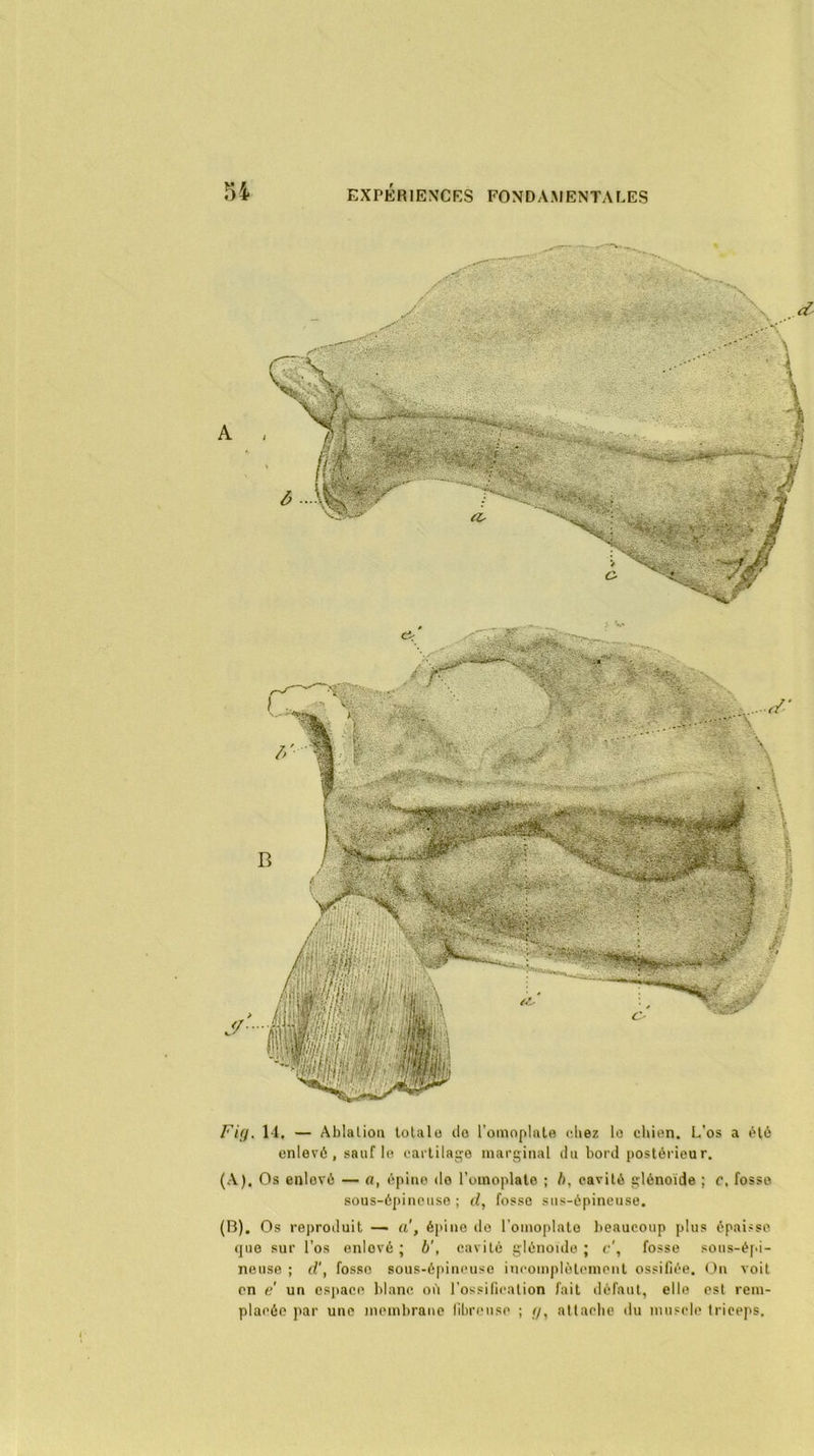 Fig. 14. — Ablaliou totale do l’omoplate chez le chien. L’os a été enlevé, sauf le cartilage marginal du bord postérieur. (A) . Os enlové — a, épine do l'omoplate ; I). cavité glénoïde ; c, fosse sous-épineuse; d, fosse sus-épineuse. (B) . Os reproduit — a', épine de l’omoplate beaucoup plus épaisse que sur l’os enlové ; b', cavité glénoide ; c', fosse sous-épi- neuse ; d', fosse sous-épineuse incomplètement ossifiée. On voit on e un espace blanc où l’ossification fait défaut, elle est rem- placée par une membrane fibreuse ; g, attache du muscle triceps.