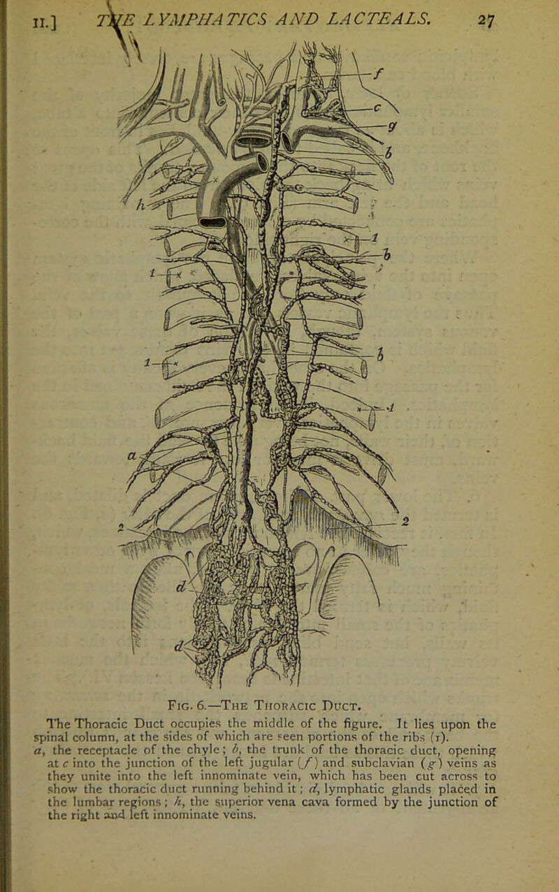 The Thoracic Duct occupies the middle of the figure. It lies upon the spinal column, at the sides of which are seen portions of the ribs (r). a, the receptacle of the chyle; i, the trunk of the thoracic duct, opening at c into the junction of the left jugular (/) and subclavian (.?•) veins as they unite into the left innominate vein, which has been cut across to show the thoracic duct running behind it; d, lymphatic glands placed in the lumbar regions; /«, the superior vena cava formed by the junction of the right and left innominate veins.