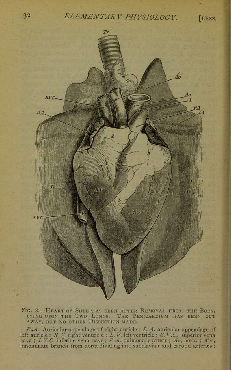 Tr Fig. 8.—Heart of Sheep, as seen after Removal from the Body, LYING UPON THE T\VO LlJNGS. The PERICARDIUM HAS BEEN CUT AWAY, BUT NO OTHER DISSECTION MADE. R,A. Auricular appendage of right auricle; L.A. auricular appendage of left auricle ; R. V. right ventricle ; L. V. left ventricle ; .S’. V.C. superior vena cava ; I.V.C. inferior vena cava; P.A. pulmonary artery ; A a, aorta ; A'o\ innominate branch from aorta dividing into subclavian and carotid arteries ;